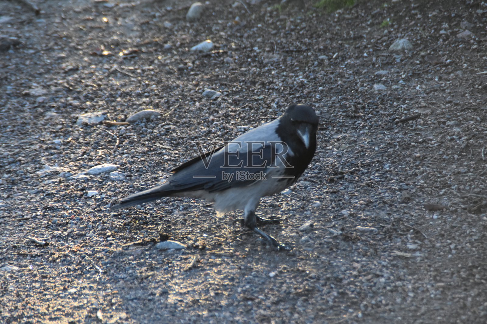 路上的喜鹊照片摄影图片