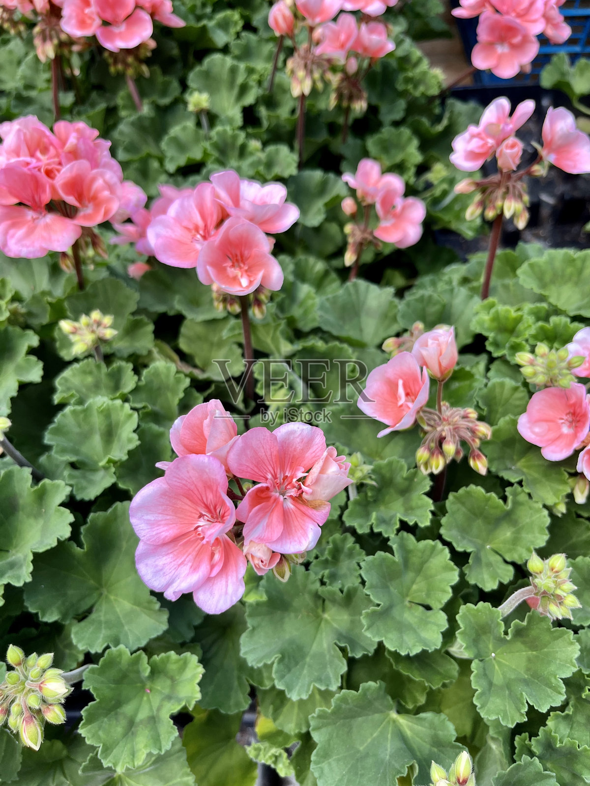 天竺葵照片摄影图片