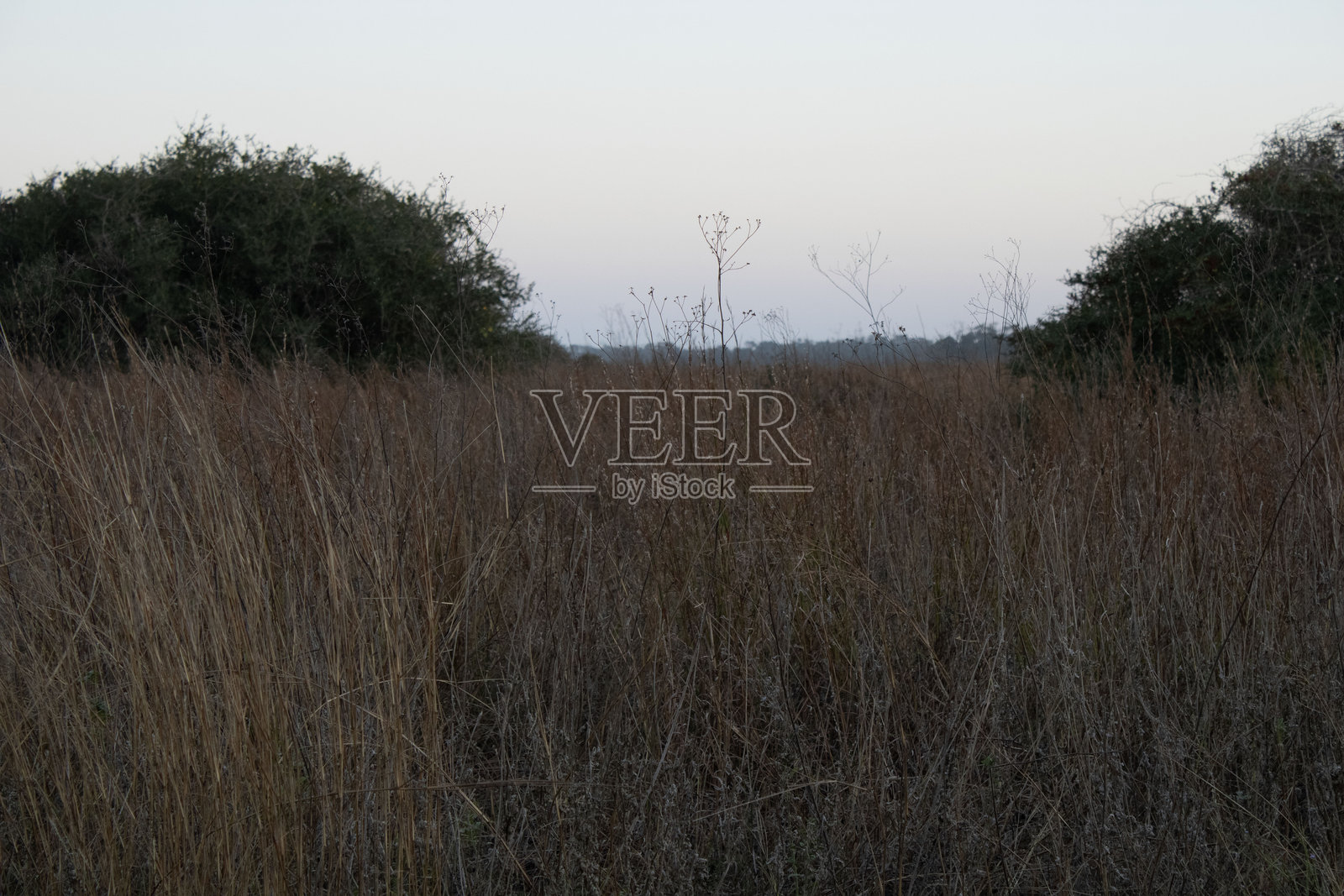 高草映衬着渐渐消退的淡色日落照片摄影图片