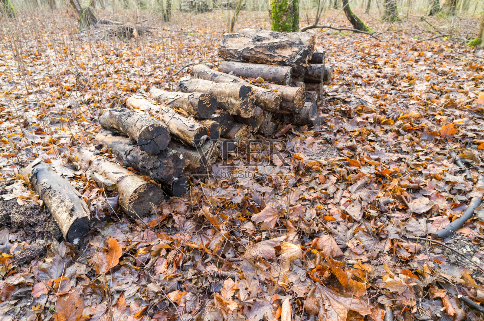 一堆木材静静地躺在秋天的树叶上，背景是森林环境照片摄影图片