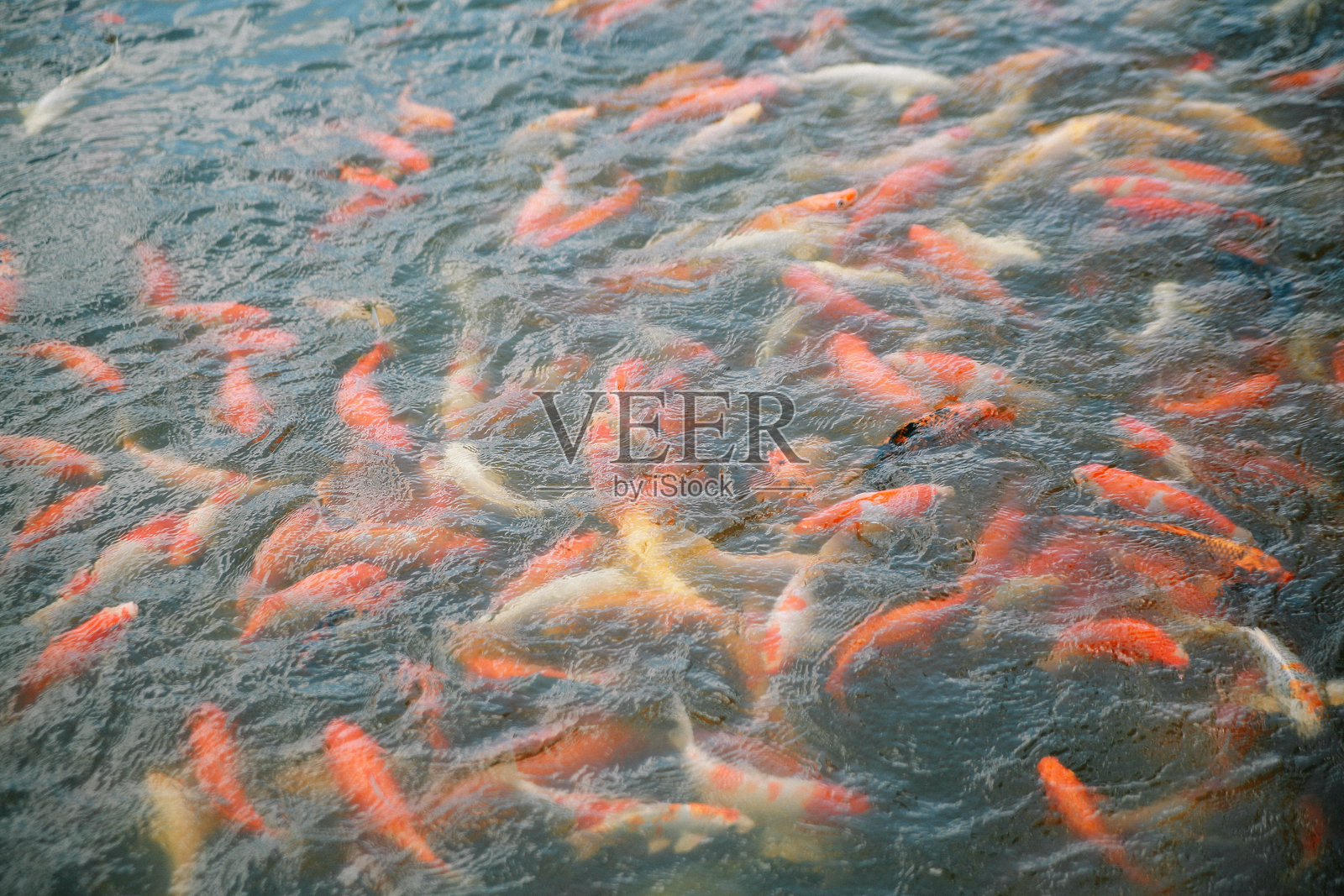 锦鲤照片摄影图片