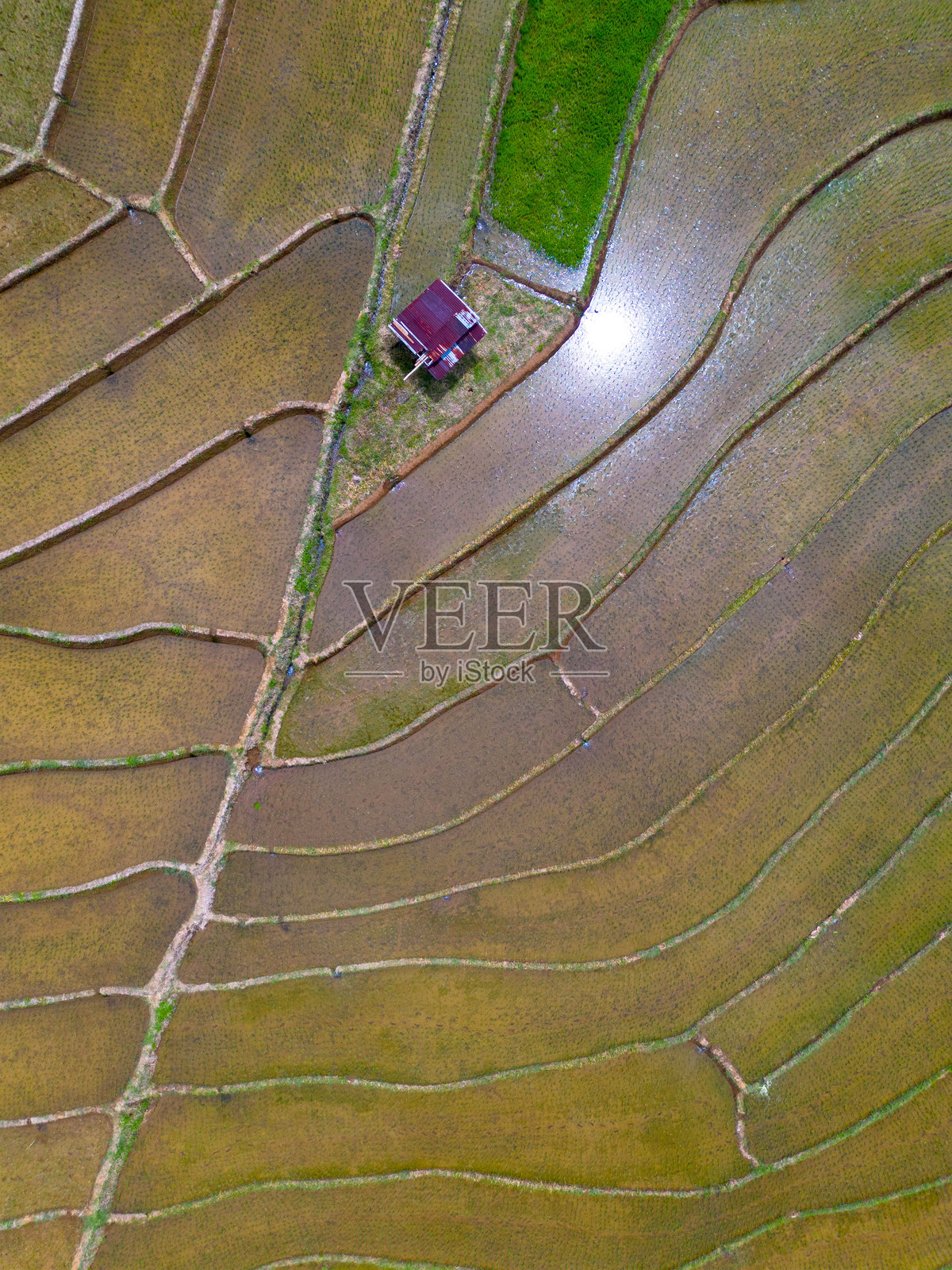 美丽的早晨景色，印度尼西亚全景，稻田与美丽的色彩和自然光的天空照片摄影图片