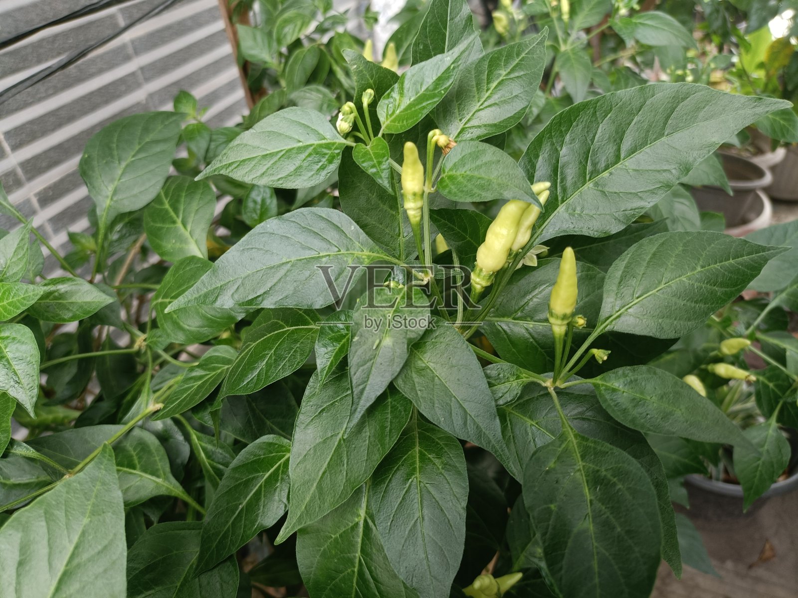 辣椒树照片摄影图片