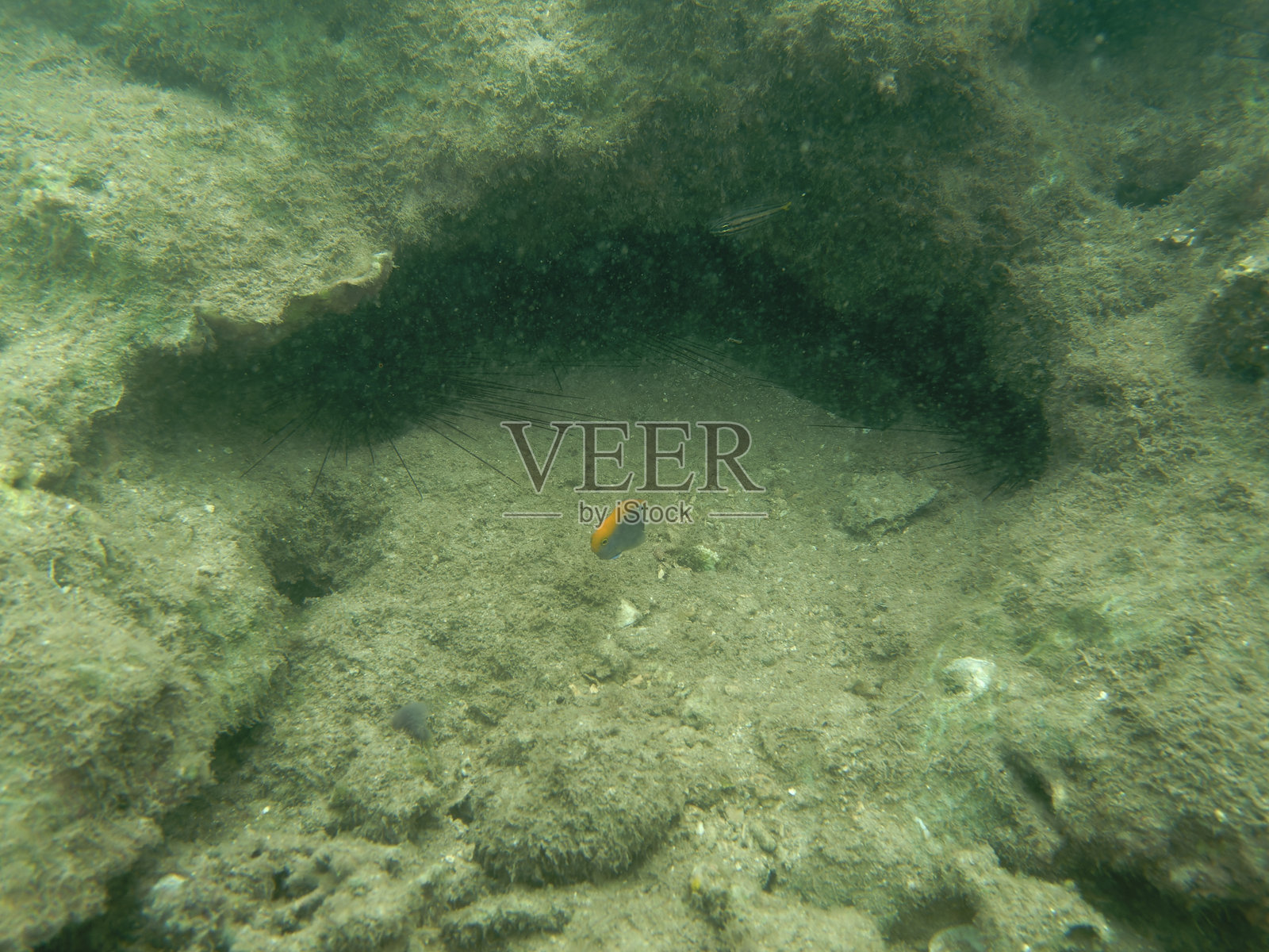 在荒凉和污染的水下环境中的海洋生物。照片摄影图片