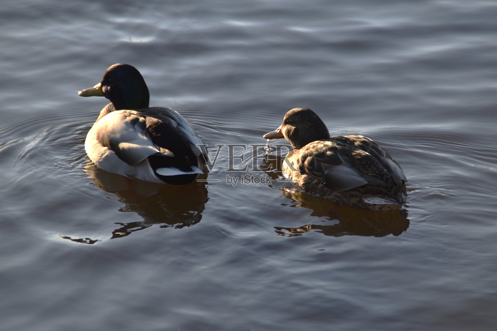 一对雄性和雌性绿头鸭照片摄影图片