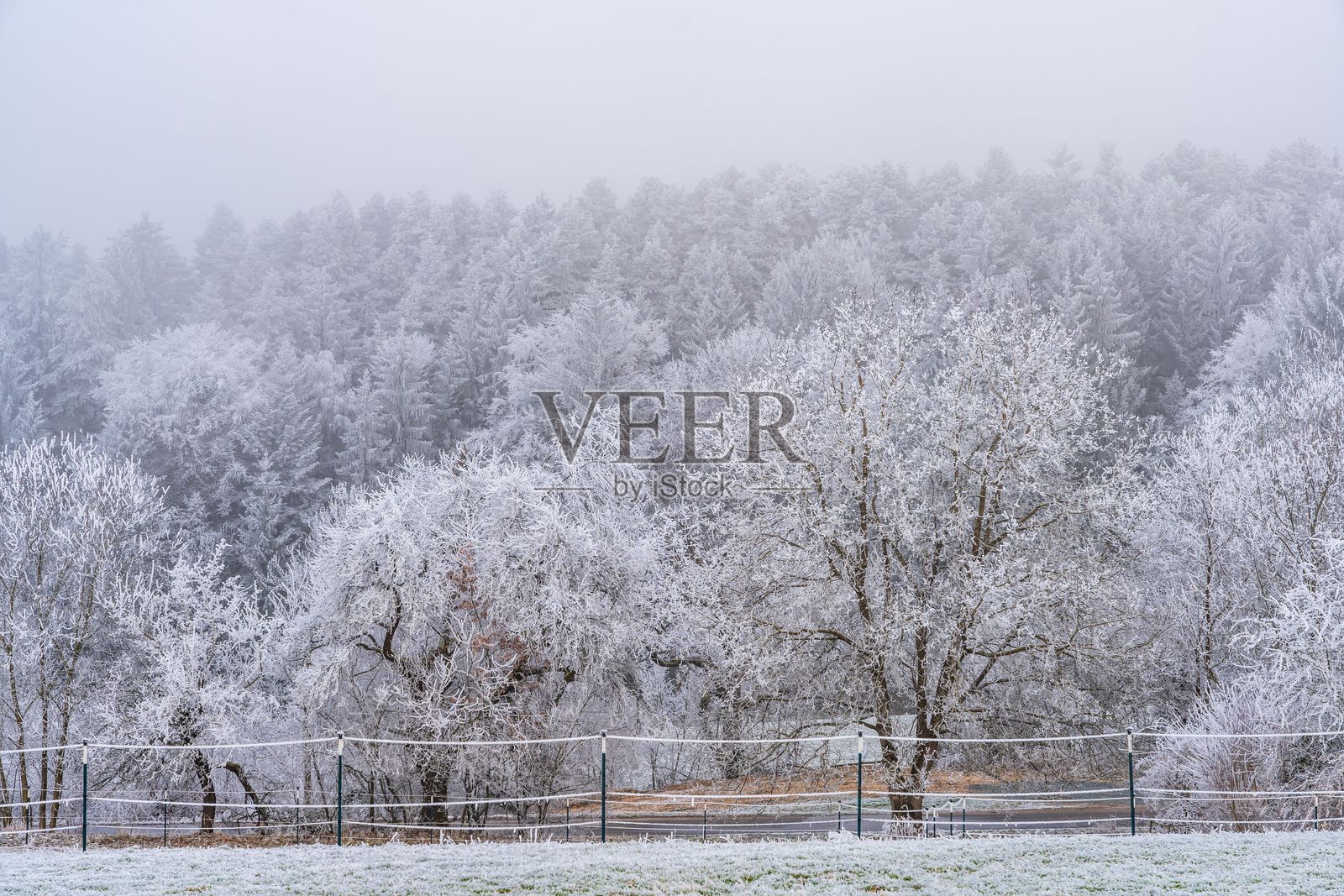 宁静的冬季风景，树木覆盖着霜冻。照片摄影图片