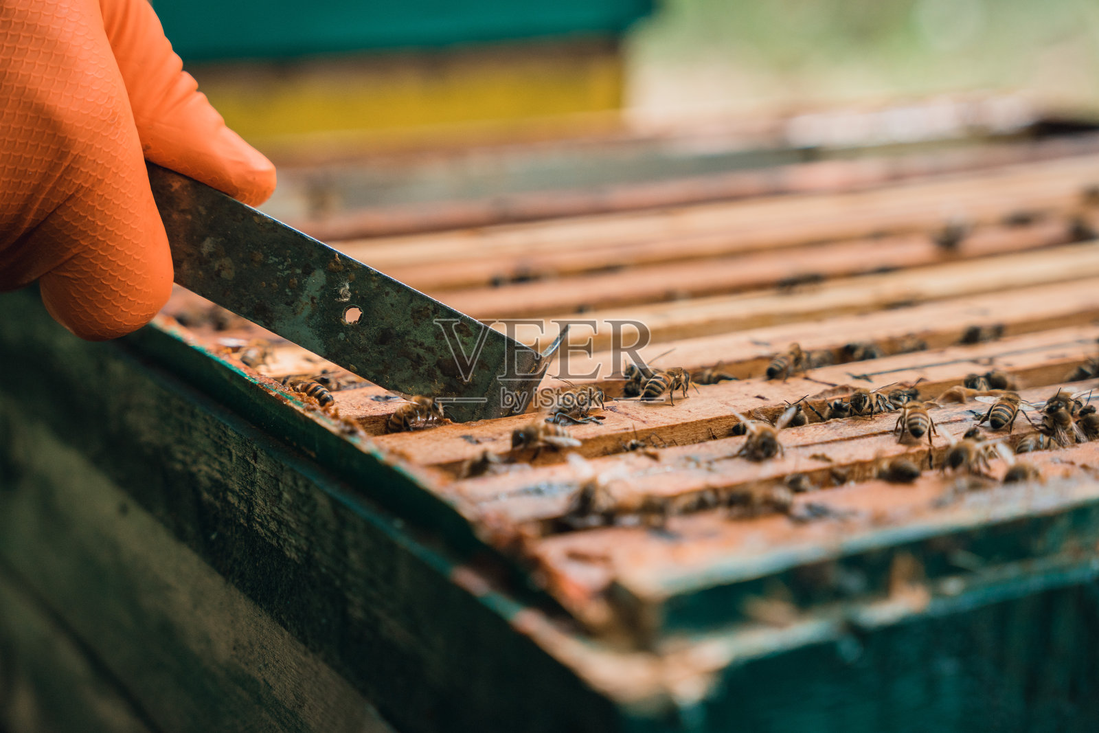 蜜蜂照片摄影图片