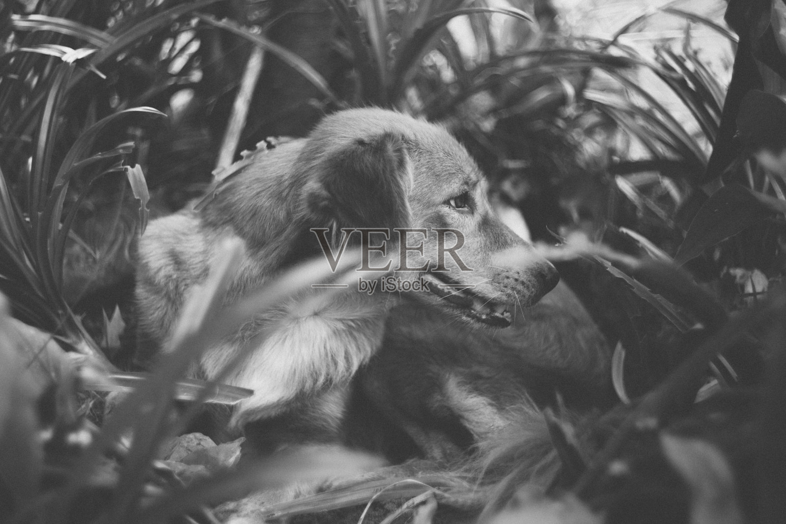 可爱的泰国狗照片摄影图片