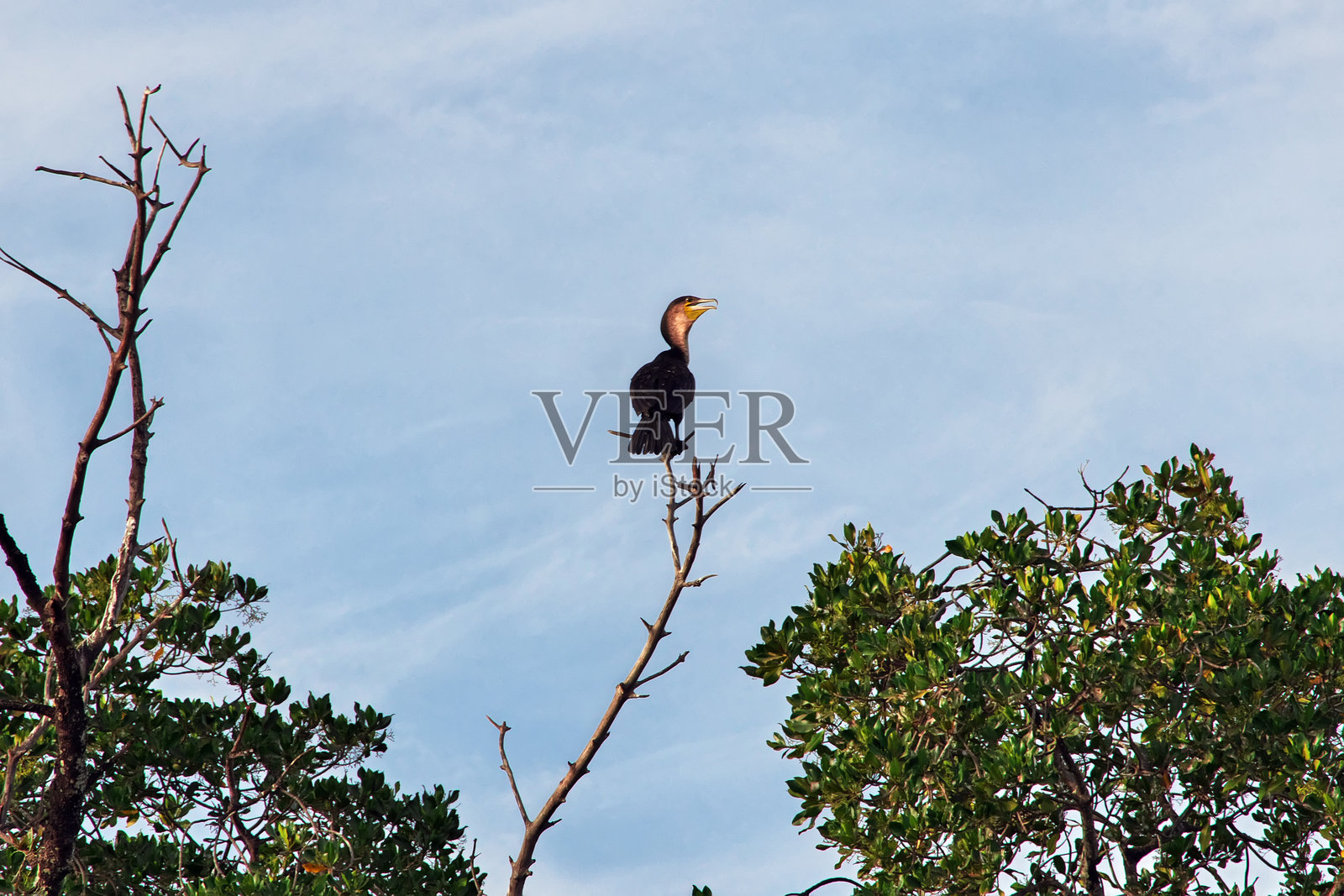 塞内加尔图巴库塔村附近的红树林丛林中的鸟类照片摄影图片