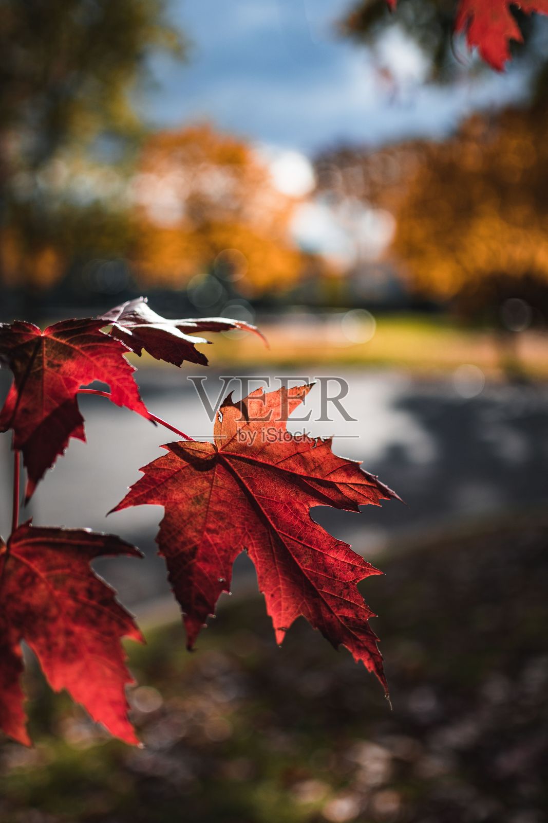 公园环境中鲜艳的红色秋叶。照片摄影图片