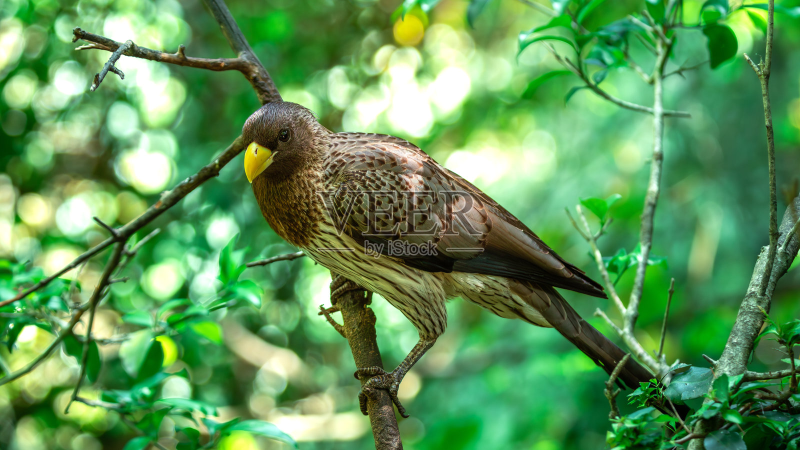 南非花园大道上的伊甸园中的西方灰色草鸮（Crinifer Piscator）照片摄影图片