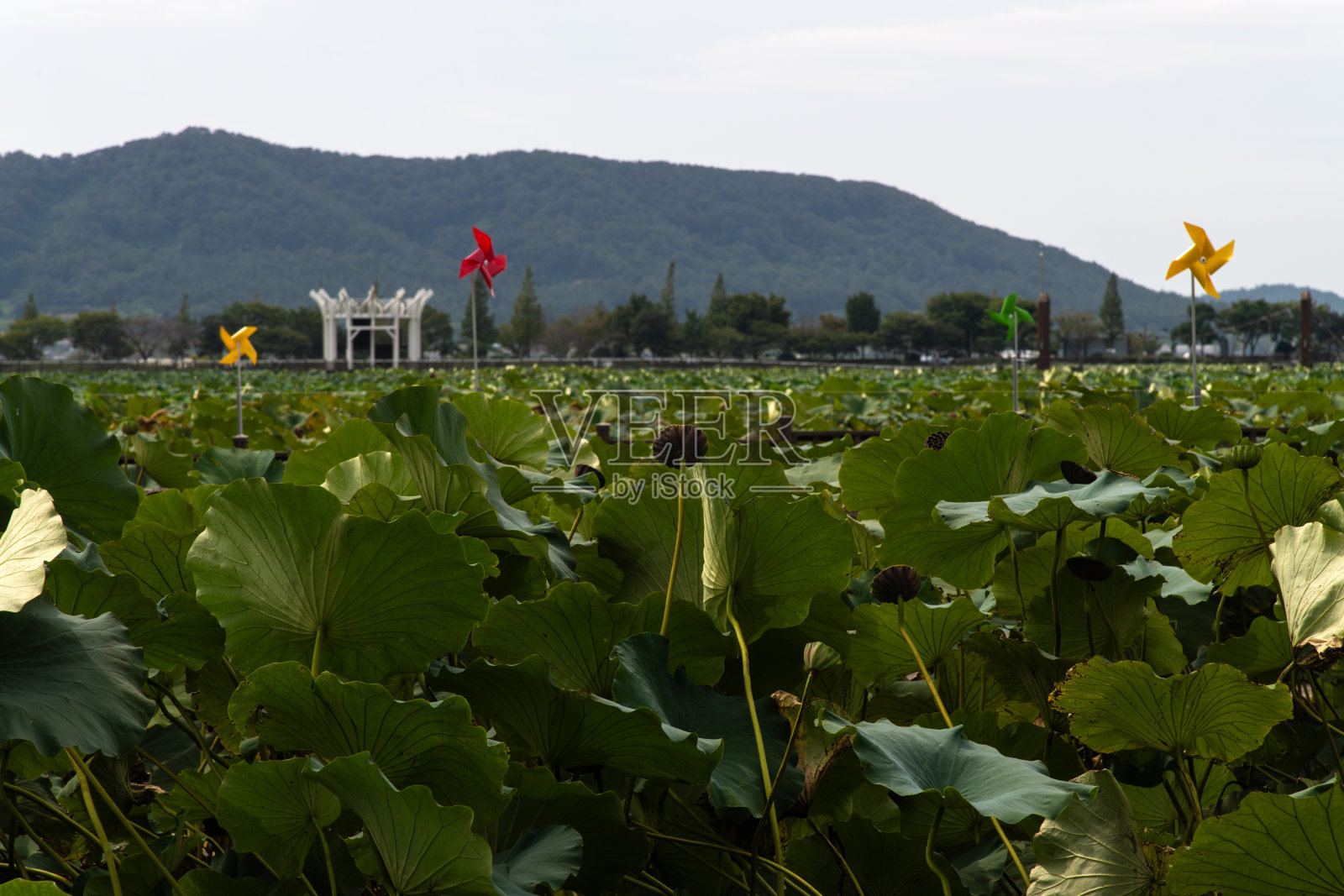 莲花田与天文台照片摄影图片