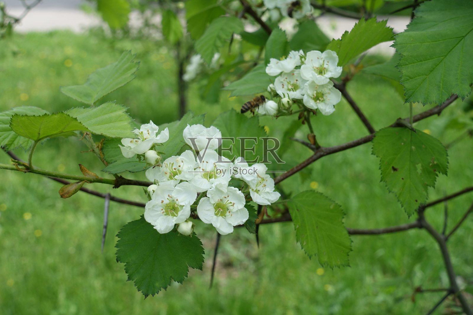 五月中旬白花山楂的特写镜头照片摄影图片