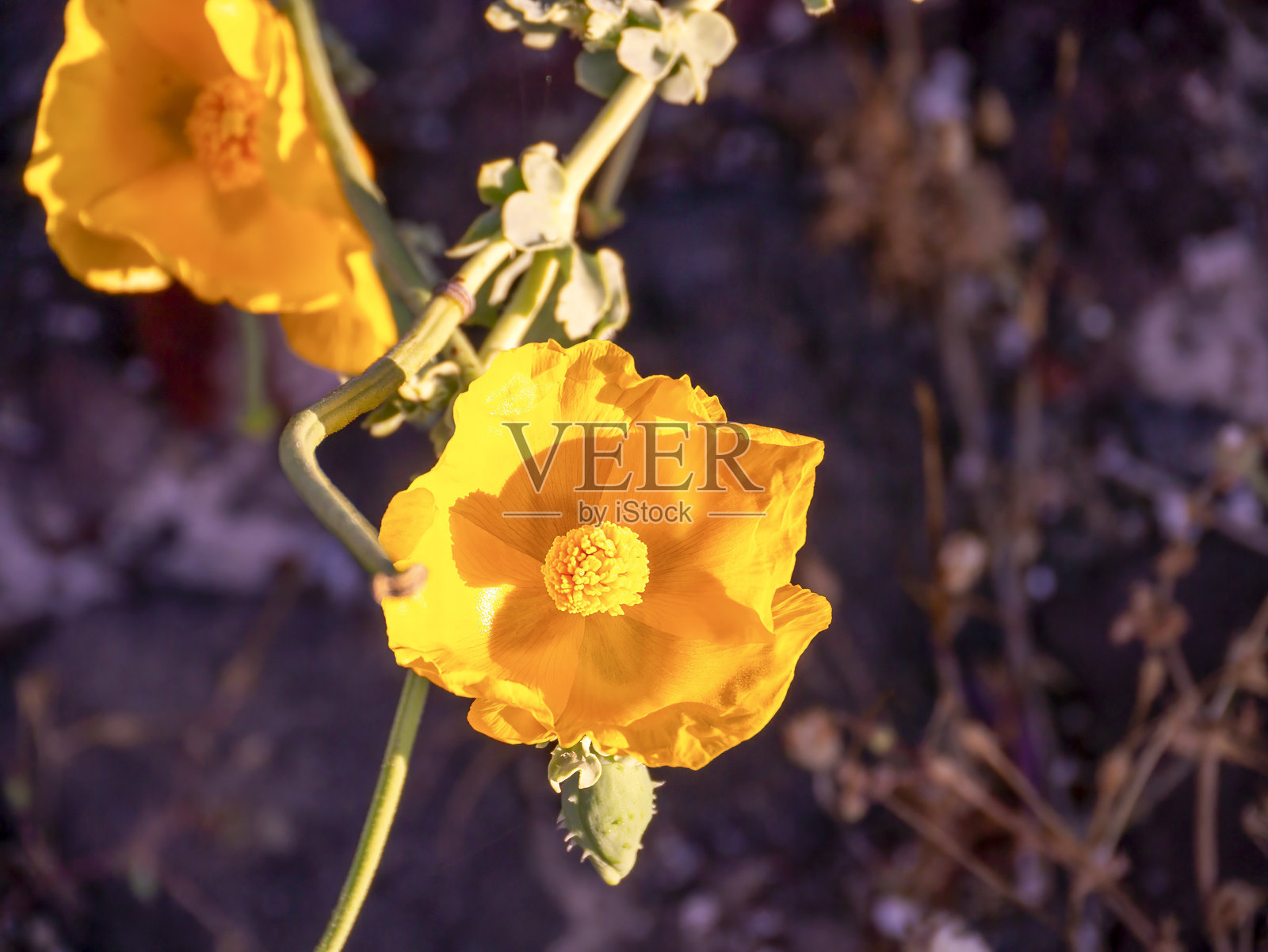 黄角罂粟（Glaucium flavum）的花。照片摄影图片