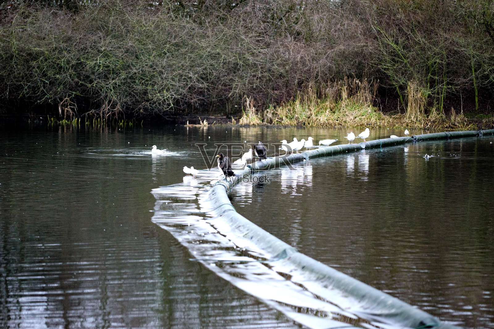 池塘上的野鸟：鸬鹚照片摄影图片