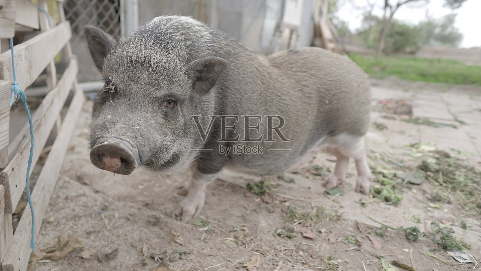 灰色成年雌性越南猪照片摄影图片