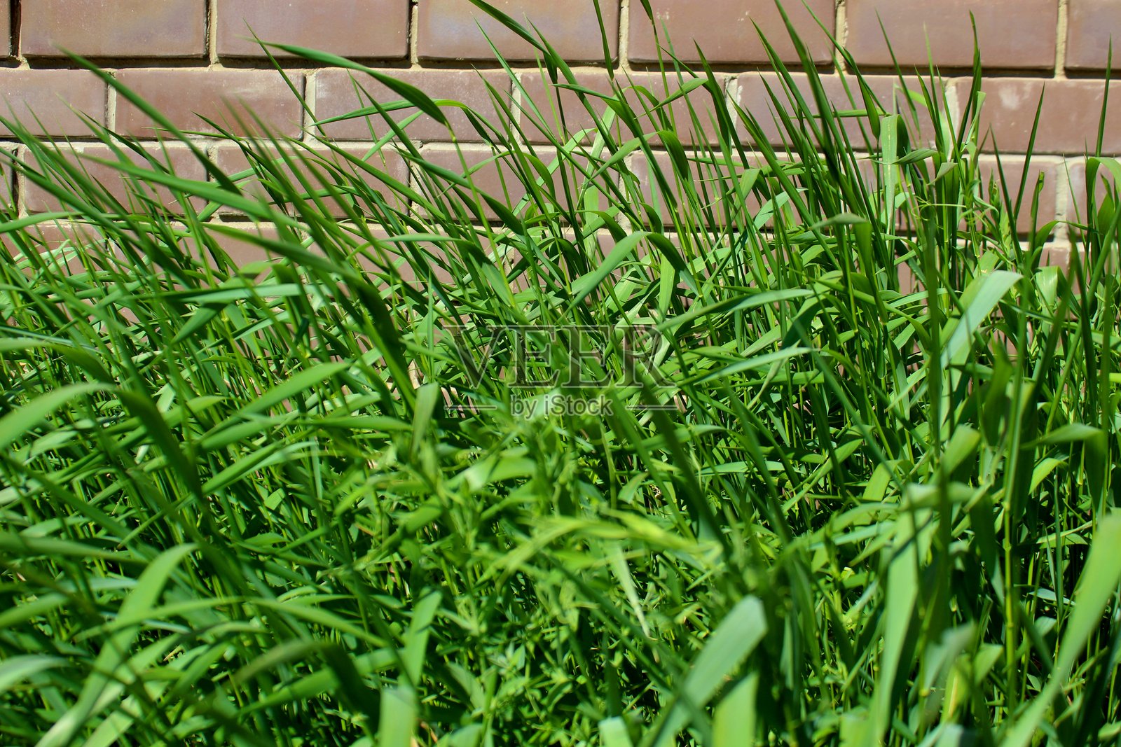 绿色的高草在房子附近生长。照片摄影图片