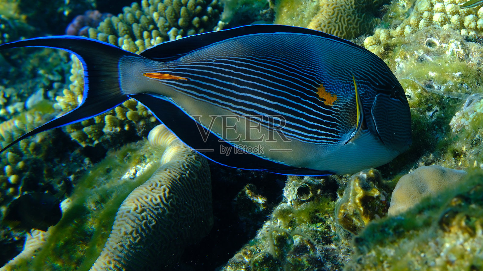 红海手术鱼（Acanthurus sohal）在水下照片摄影图片