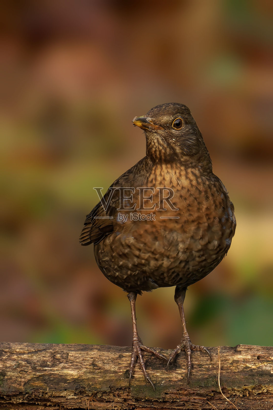 棕色鸟栖息在木头上。照片摄影图片