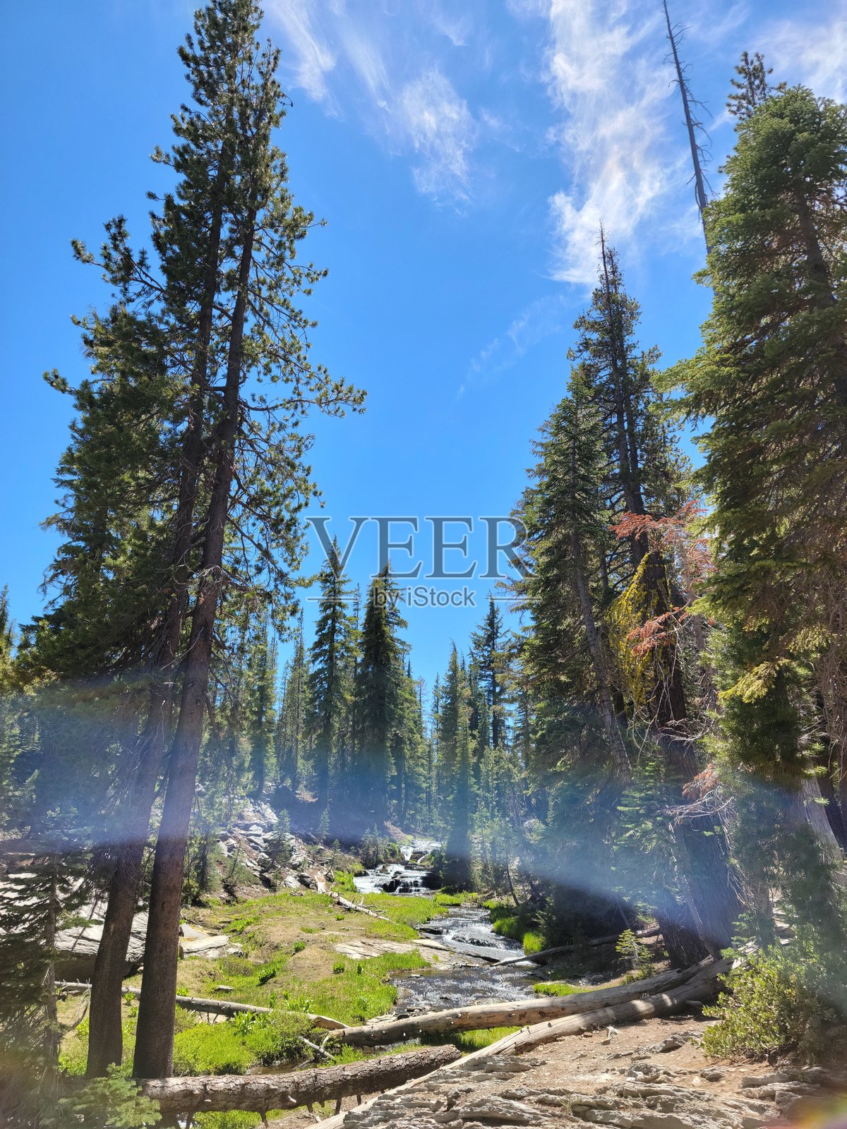 拉森火山国家公园的高大森林树木与河流照片摄影图片