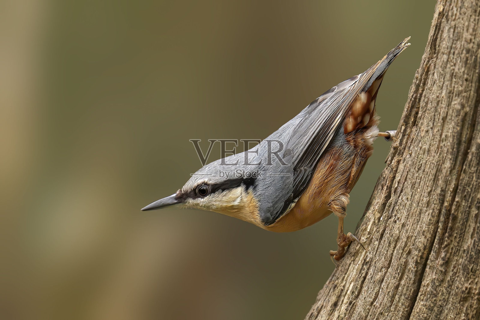 树干上的啄木鸟照片摄影图片