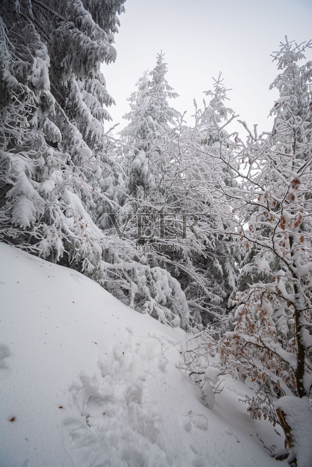 冬季雪覆盖的森林景观。照片摄影图片