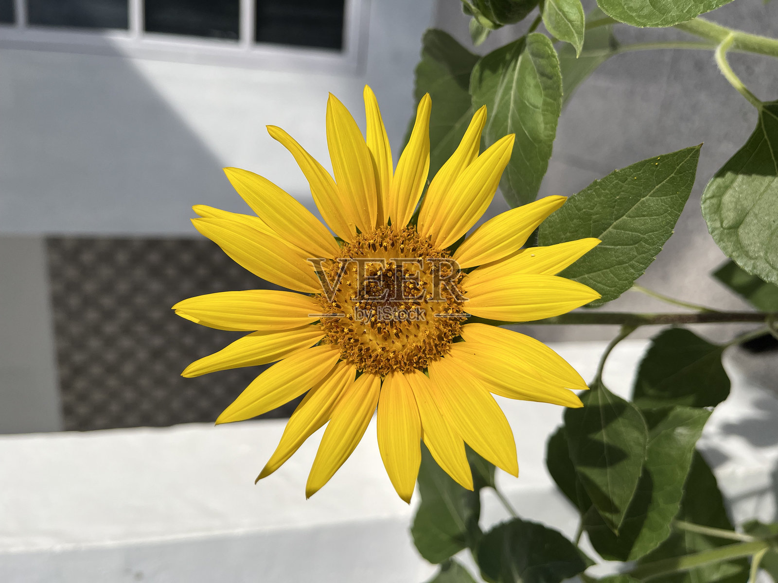 几朵鲜艳的向日葵在白色美观的房子迷你花园前盛开，特写细节。照片摄影图片