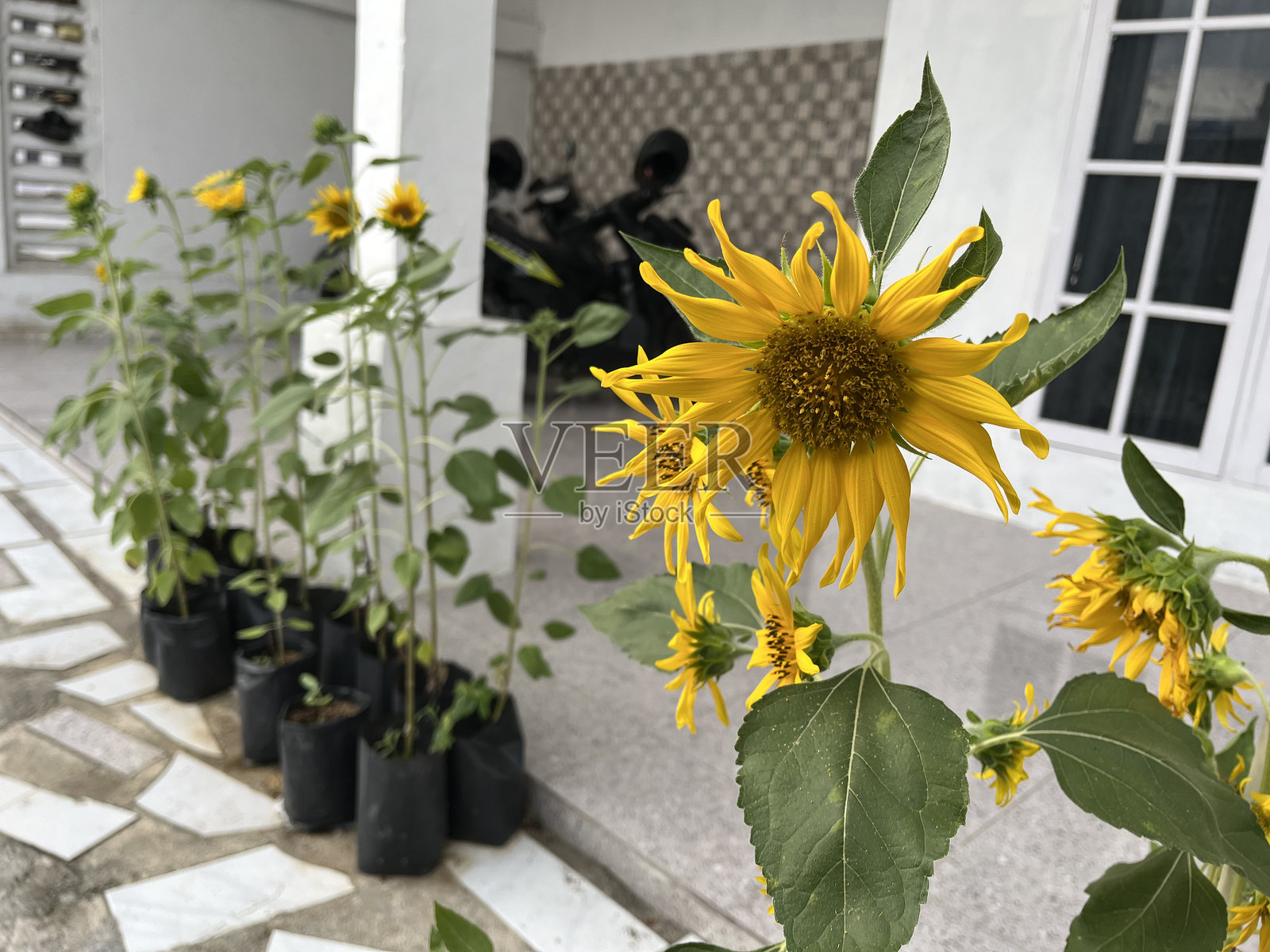 几朵鲜艳的向日葵在白色美观的房子迷你花园前盛开，特写细节。照片摄影图片