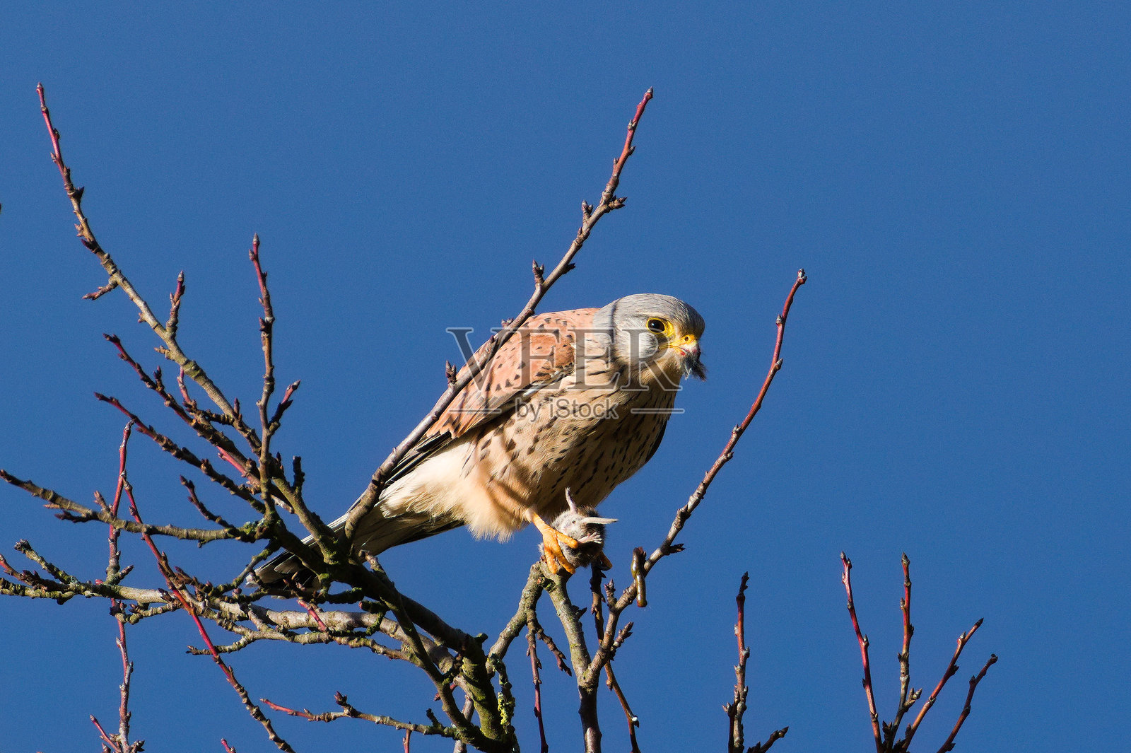 普通猎鹰（Falco tinnunculus）栖息在树顶上，正在吃啮齿动物。捷克共和国常见的猛禽。照片摄影图片