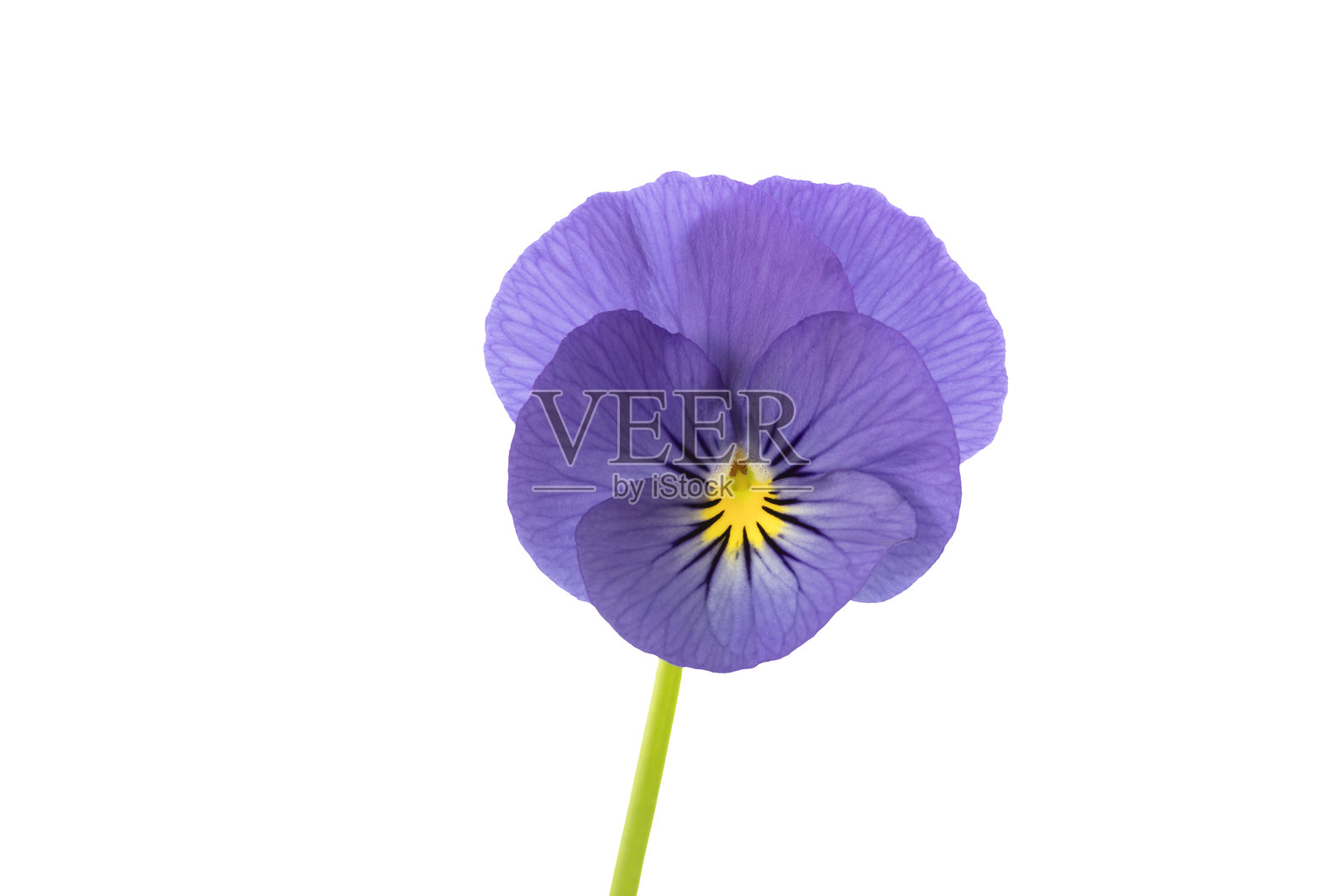 角堇菜（viola cornuta），孤立在白色背景上照片摄影图片