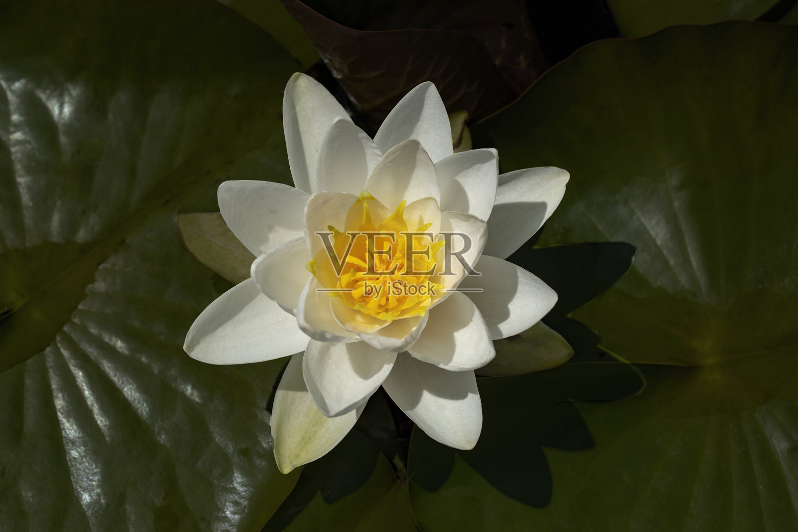 池塘中的单朵睡莲花照片摄影图片