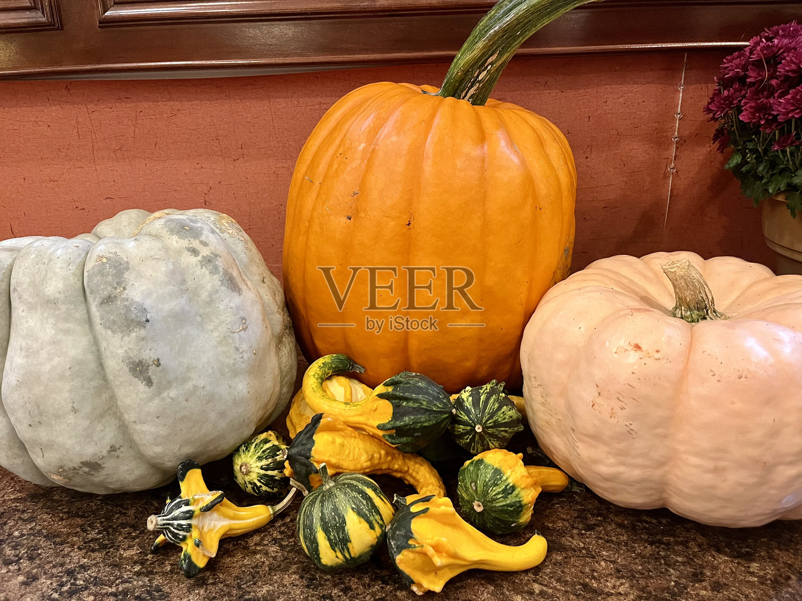 南瓜展示照片摄影图片