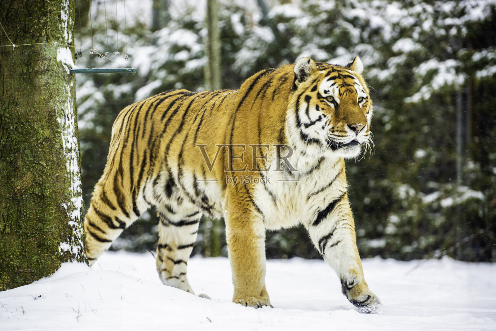 冬季格兰比动物园中的流浪虎照片摄影图片