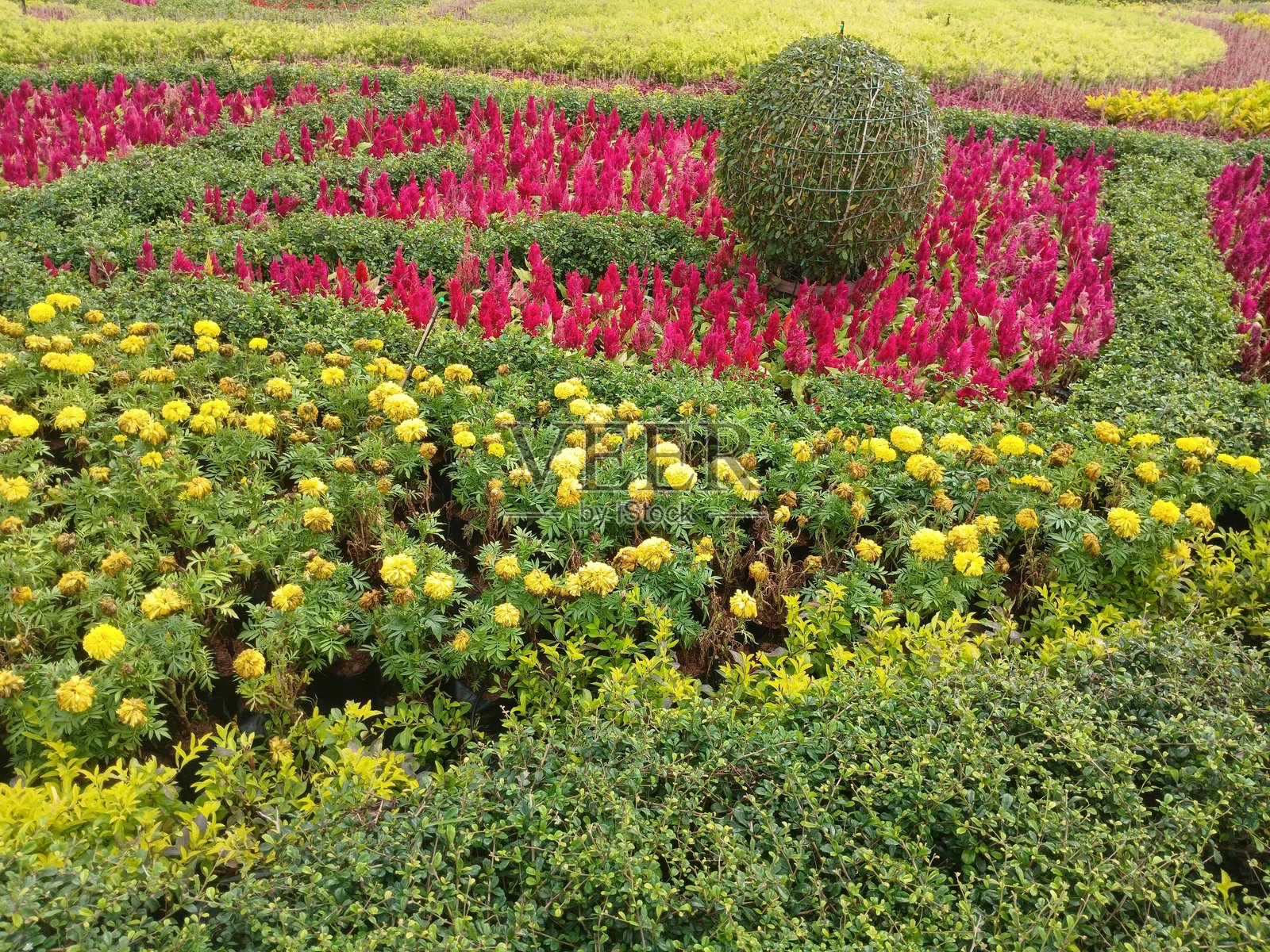 泰国曼谷节日的美丽园艺照片摄影图片