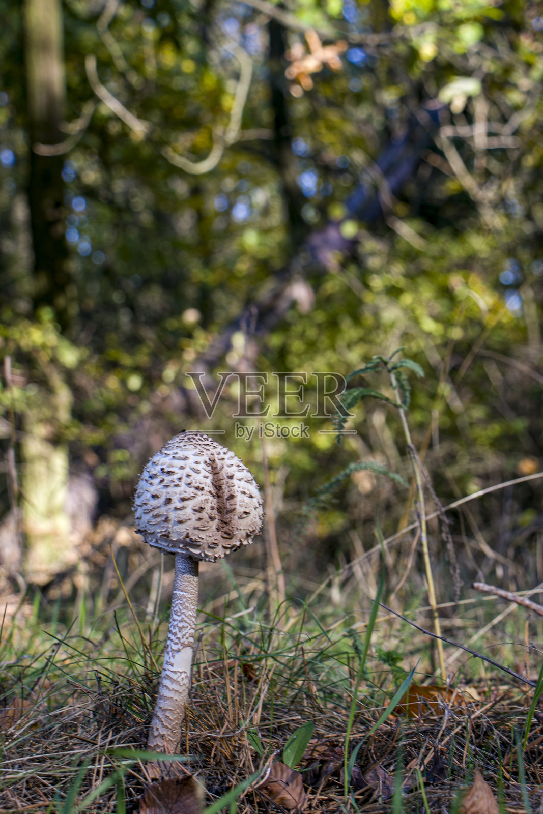 一朵大型伞菌，生长在林地中。照片摄影图片