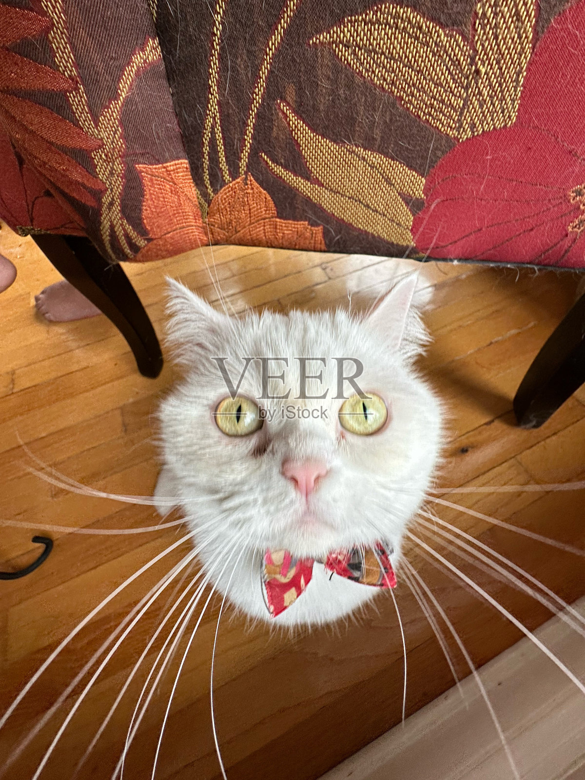 傻乎乎的白猫（YOKO）照片摄影图片