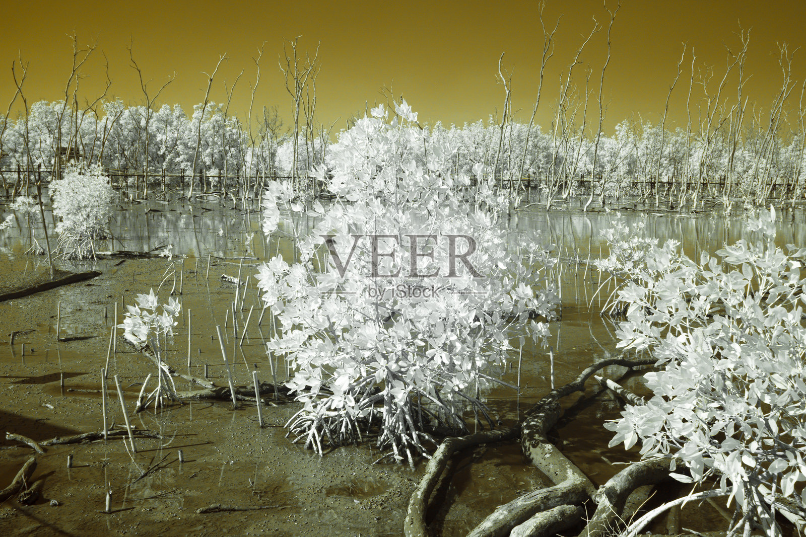 红外摄影中，树木和灌木的叶子变成了幽灵般的白色，天空和大地的背景则是柔和的黄色。照片摄影图片