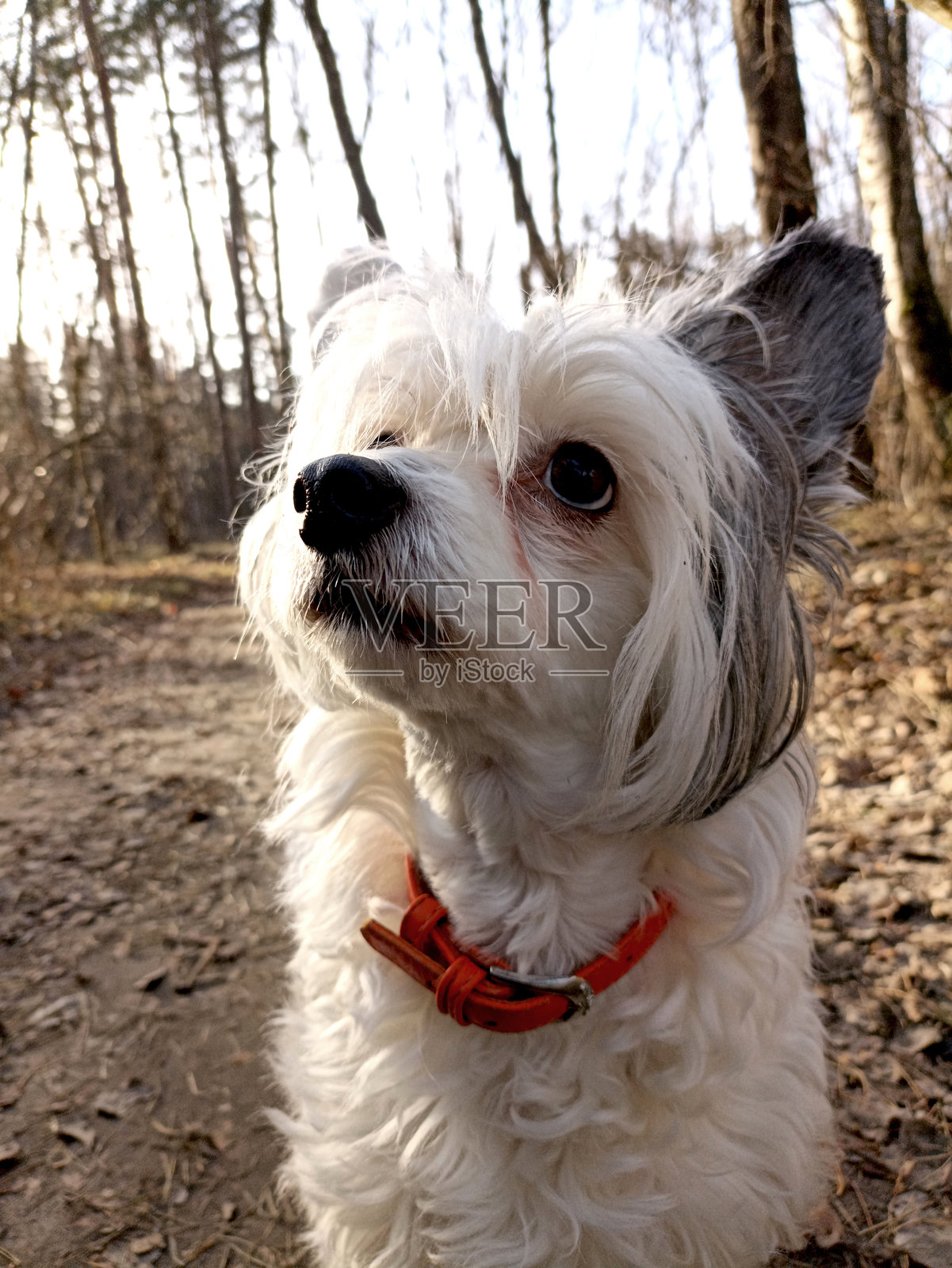 一只小巧、毛茸茸的装饰性犬。白色，拥有搞笑的发型。照片摄影图片