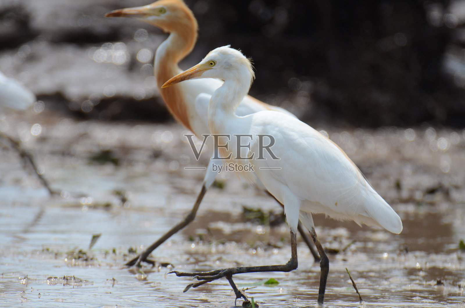 一只苍鹭照片摄影图片