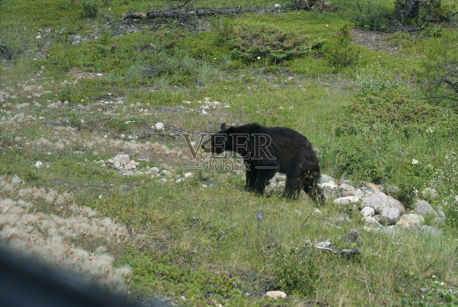 阿尔伯塔省落基山脉的草地上的黑熊照片摄影图片