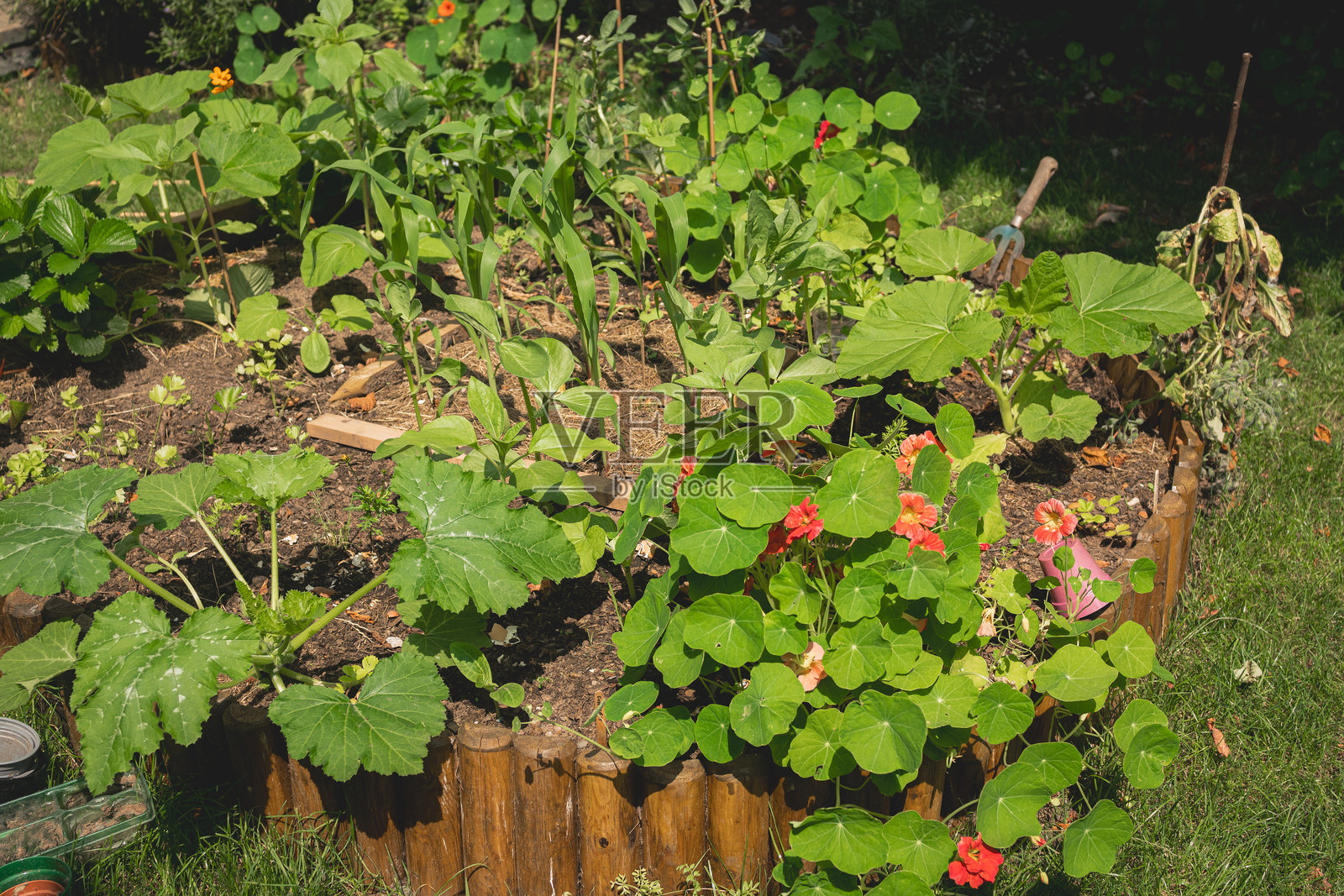 小屋花园蔬菜香草床，DIY圆形花坛照片摄影图片
