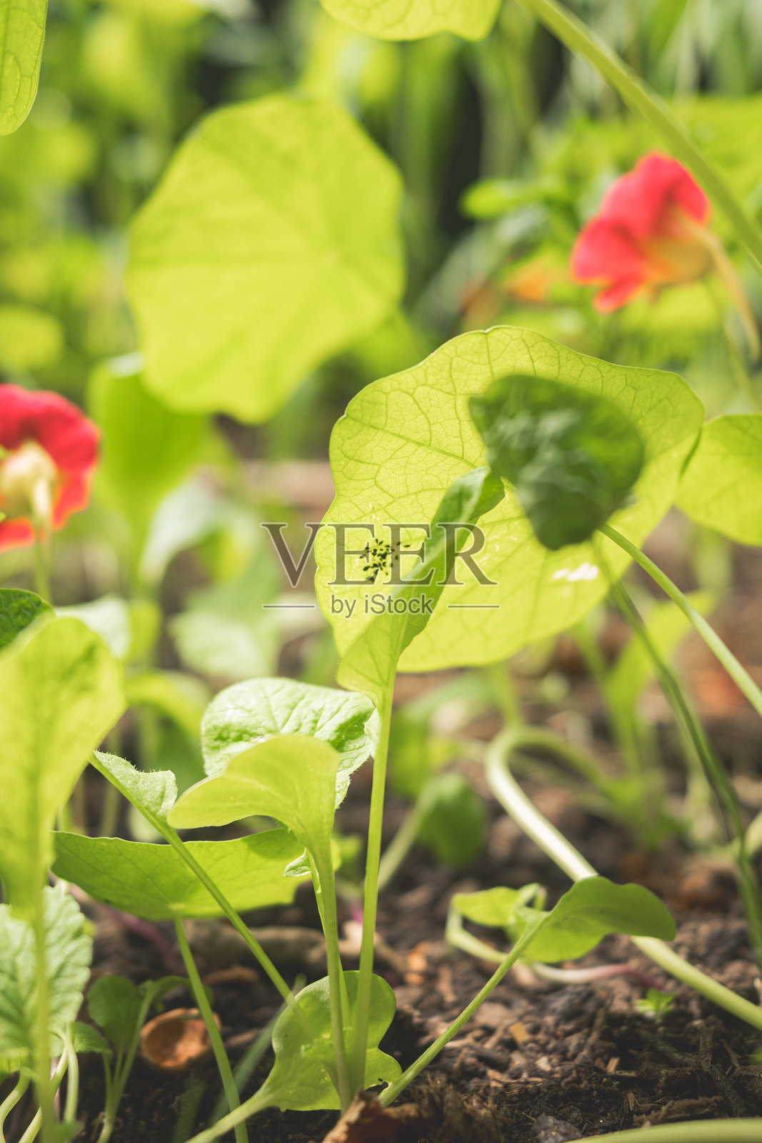 英国粉色金莲花植物，美丽的园艺美学照片摄影图片