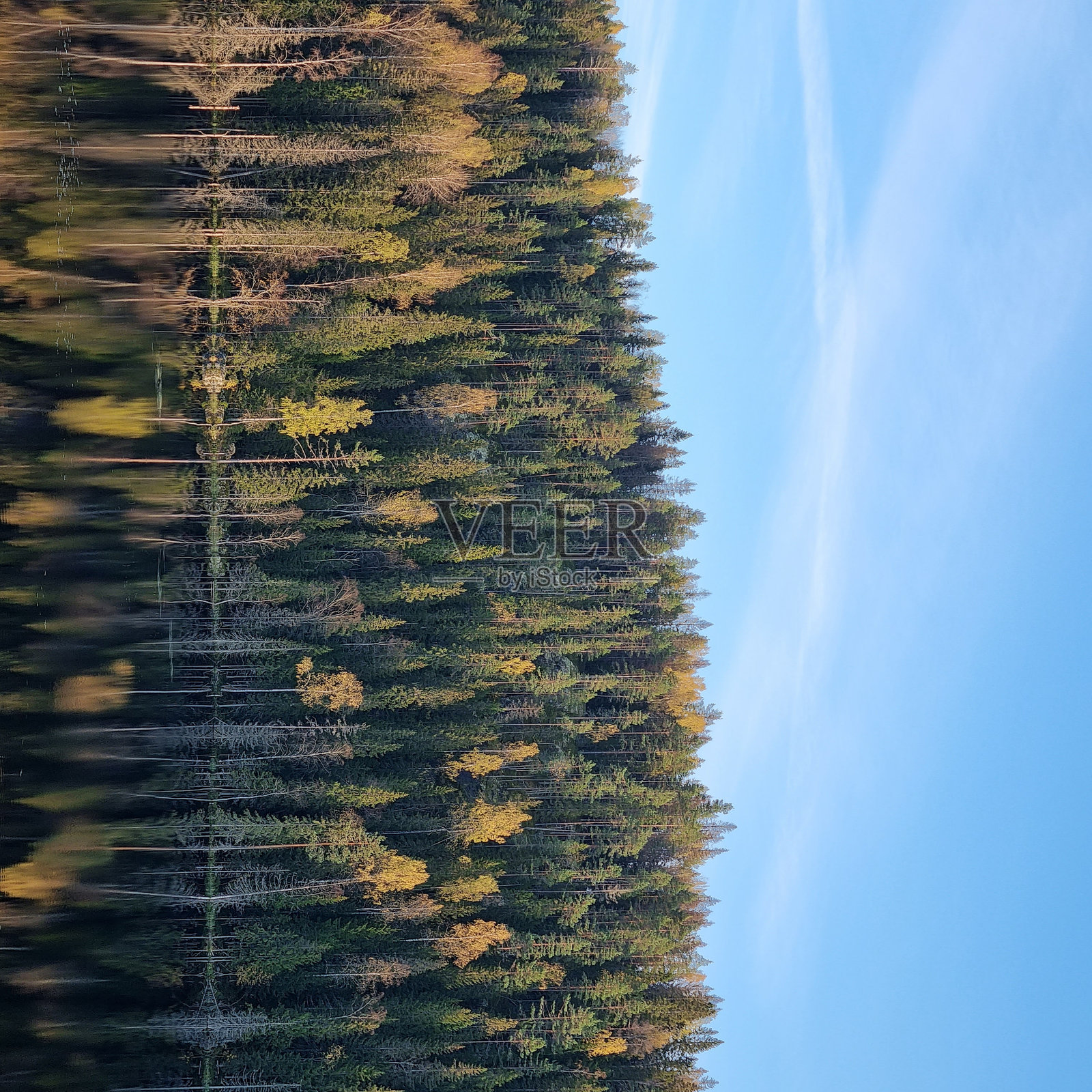 森林在水中的倒影照片摄影图片
