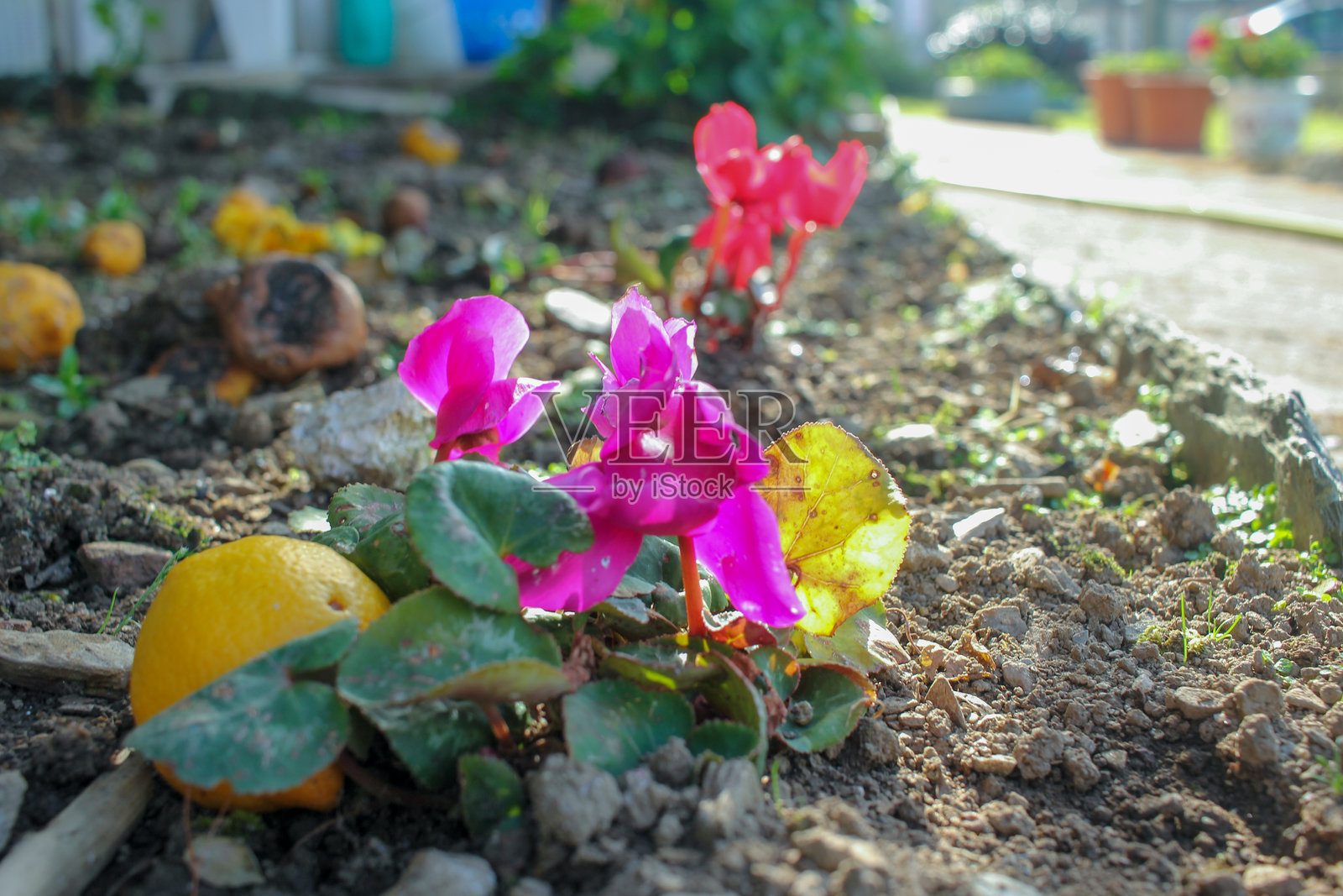 春天花朵的美丽照片摄影图片