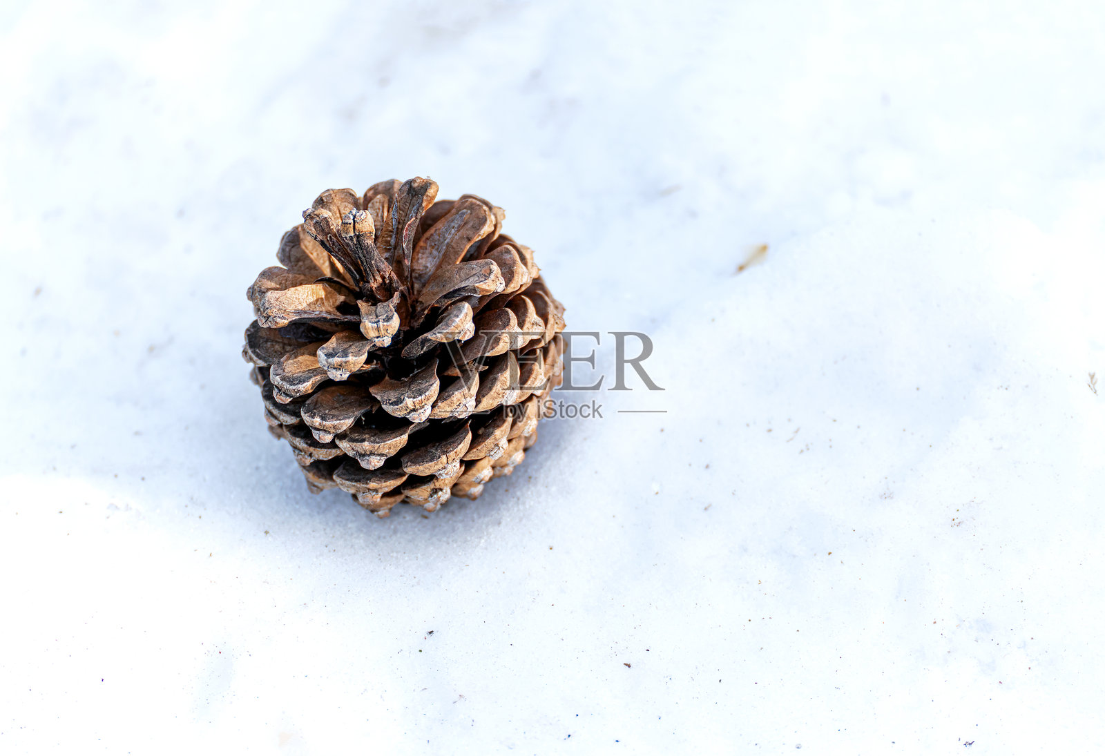 一个打开的松果躺在雪地上照片摄影图片