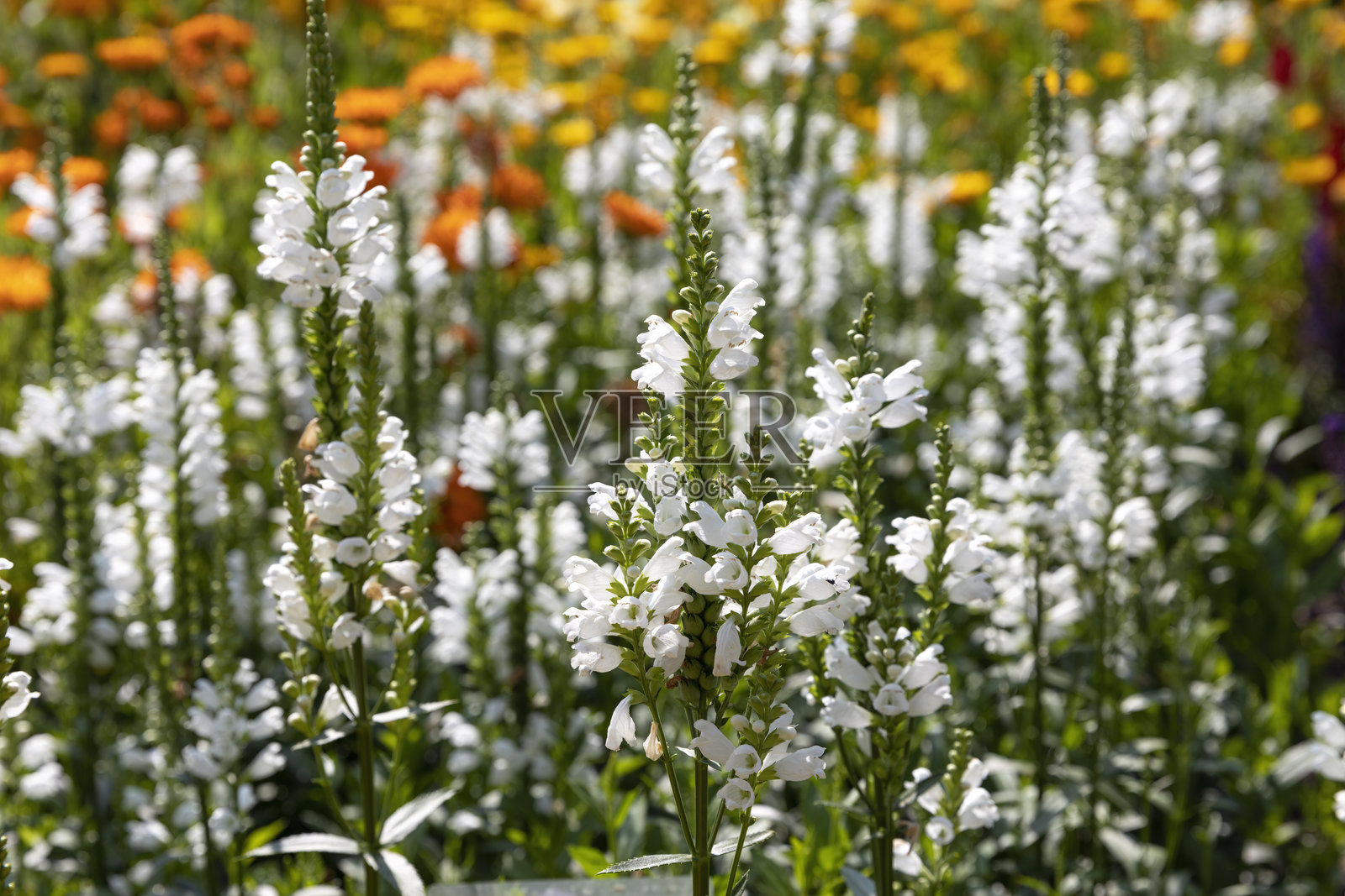 维吉尼亚假龙头花，户外特写照片摄影图片