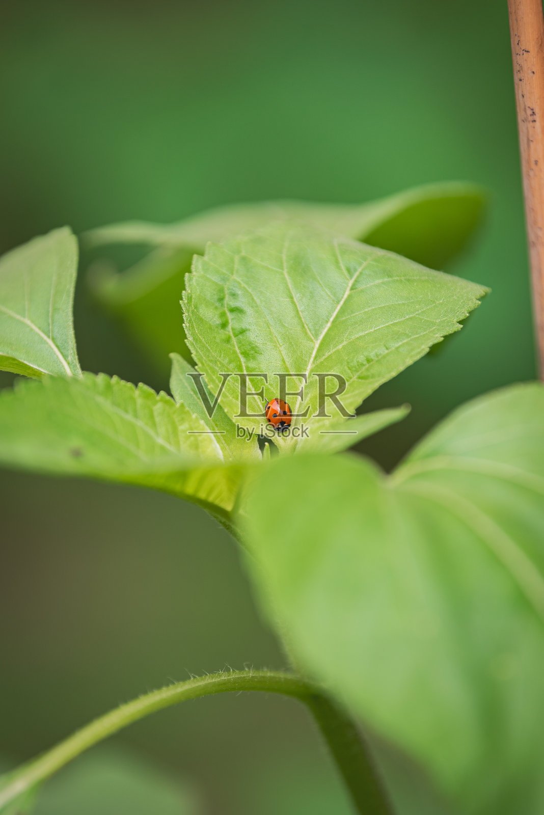 红色瓢虫在叶子上照片摄影图片