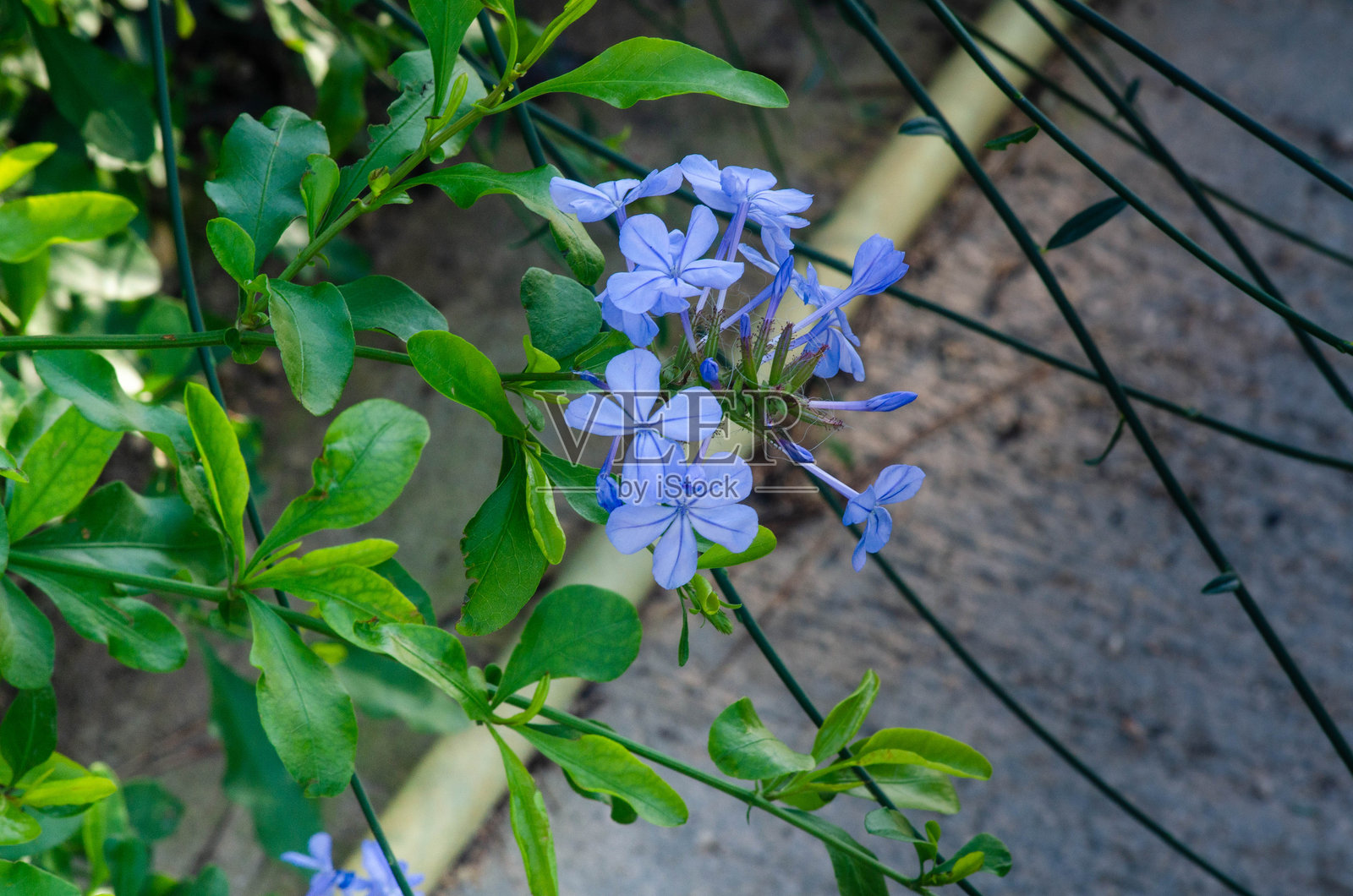 蓝色紫葳花特写，生长在绿色枝条上照片摄影图片