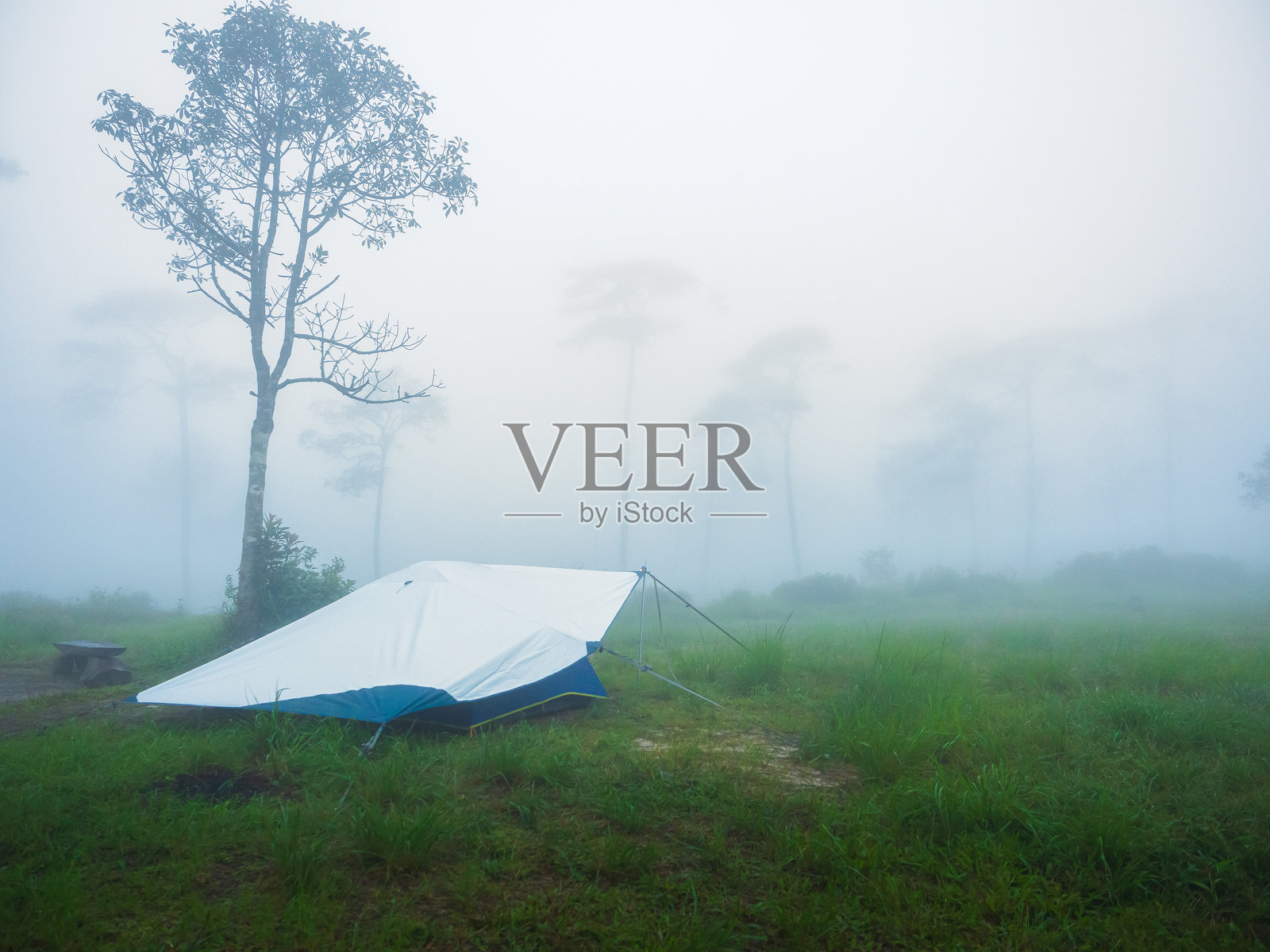 在泰国普索伊岛的雾霭清晨，绿草如茵的地方露营，搭起帐篷。照片摄影图片