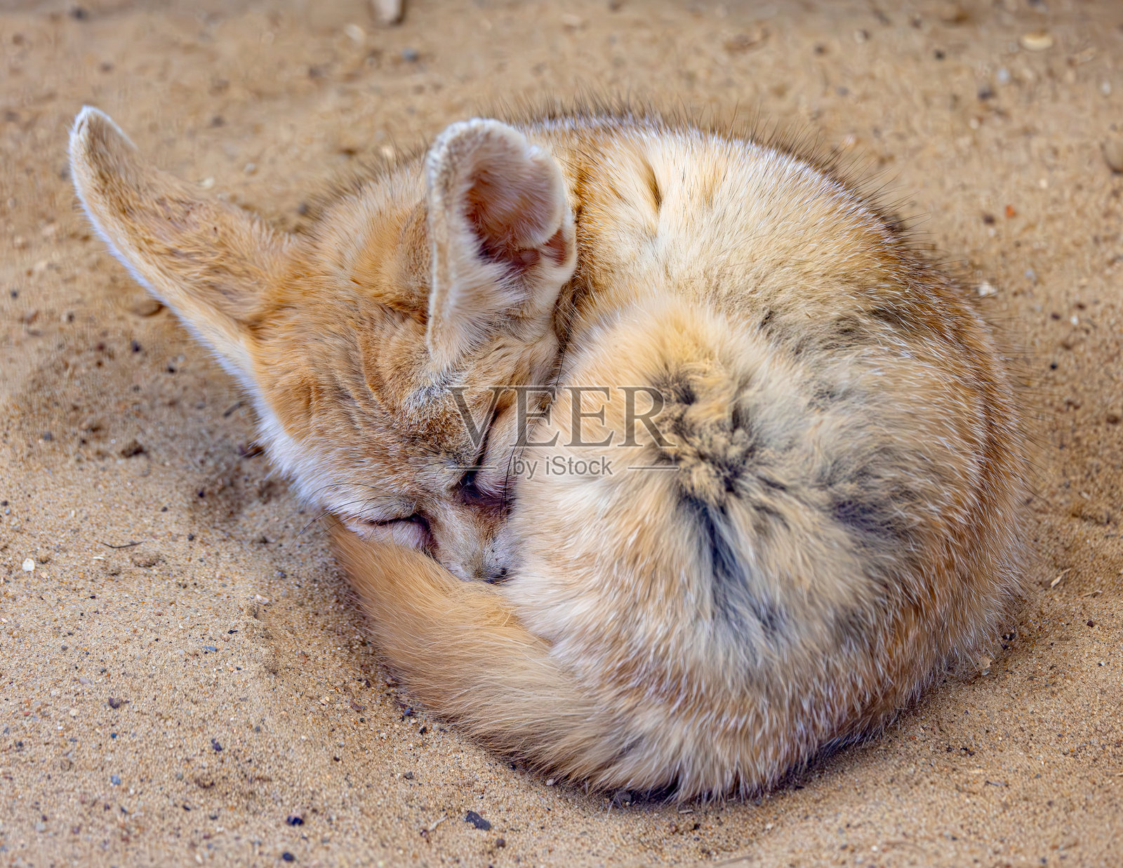 沙漠狐在沙子上睡觉。照片摄影图片